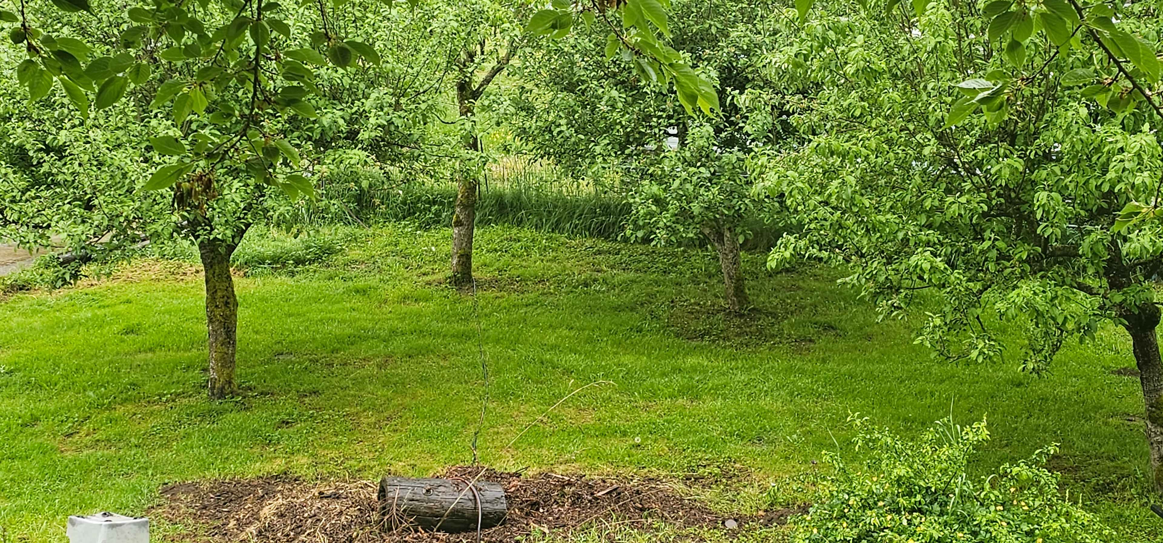 APPLE TREE TENT SITE