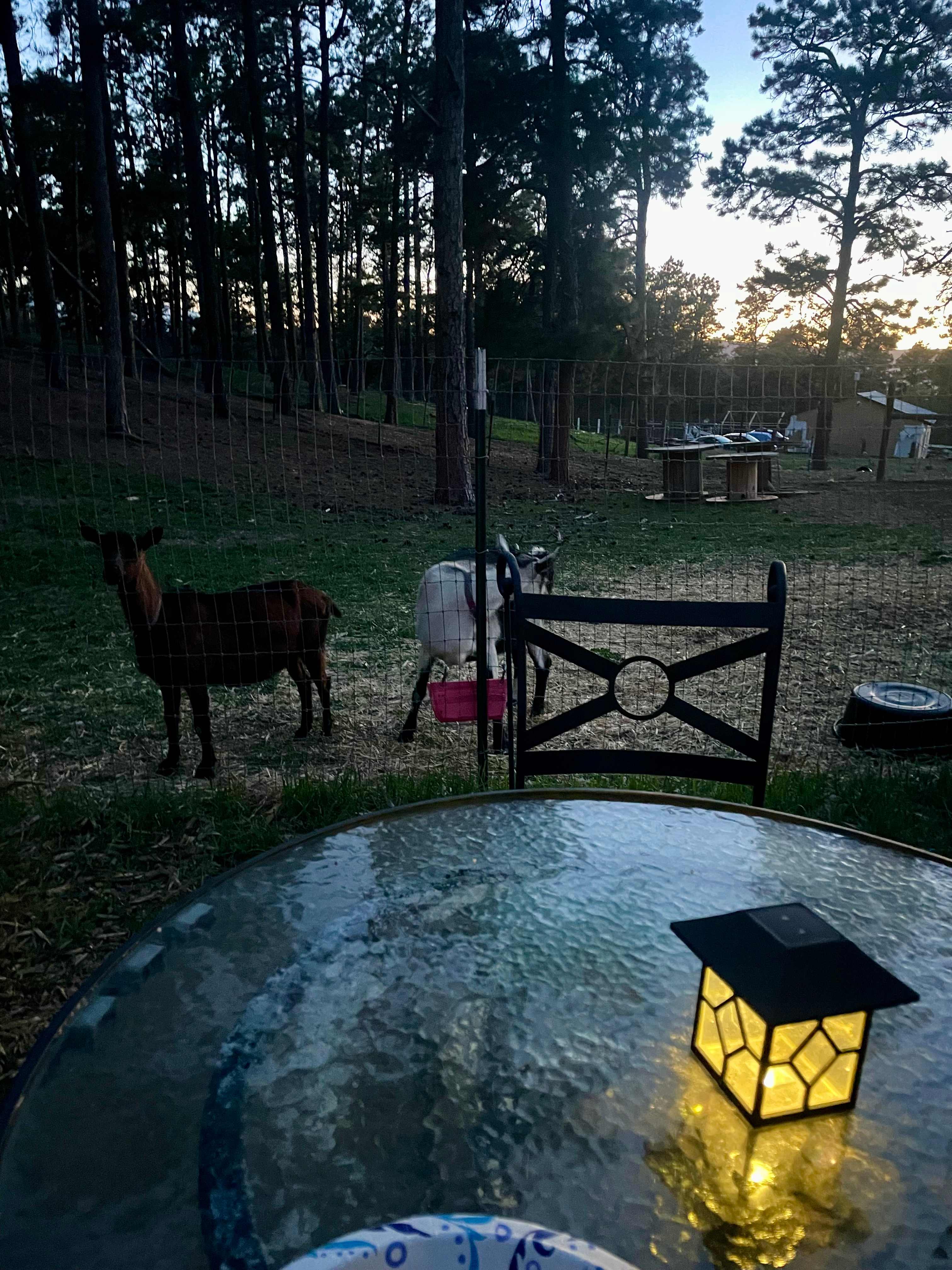 The Black Forest Boho Glamper