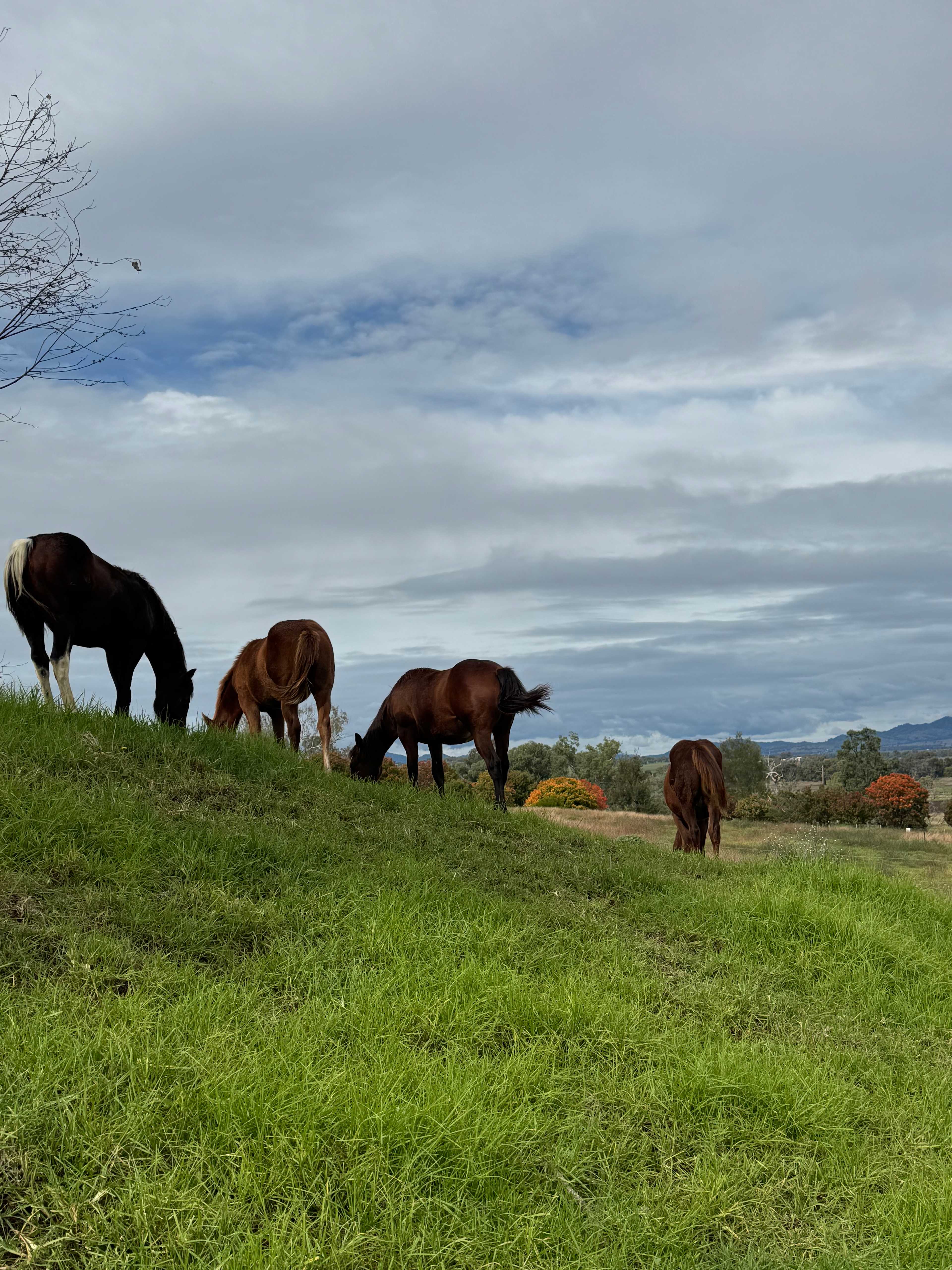 Hillside Farmstay