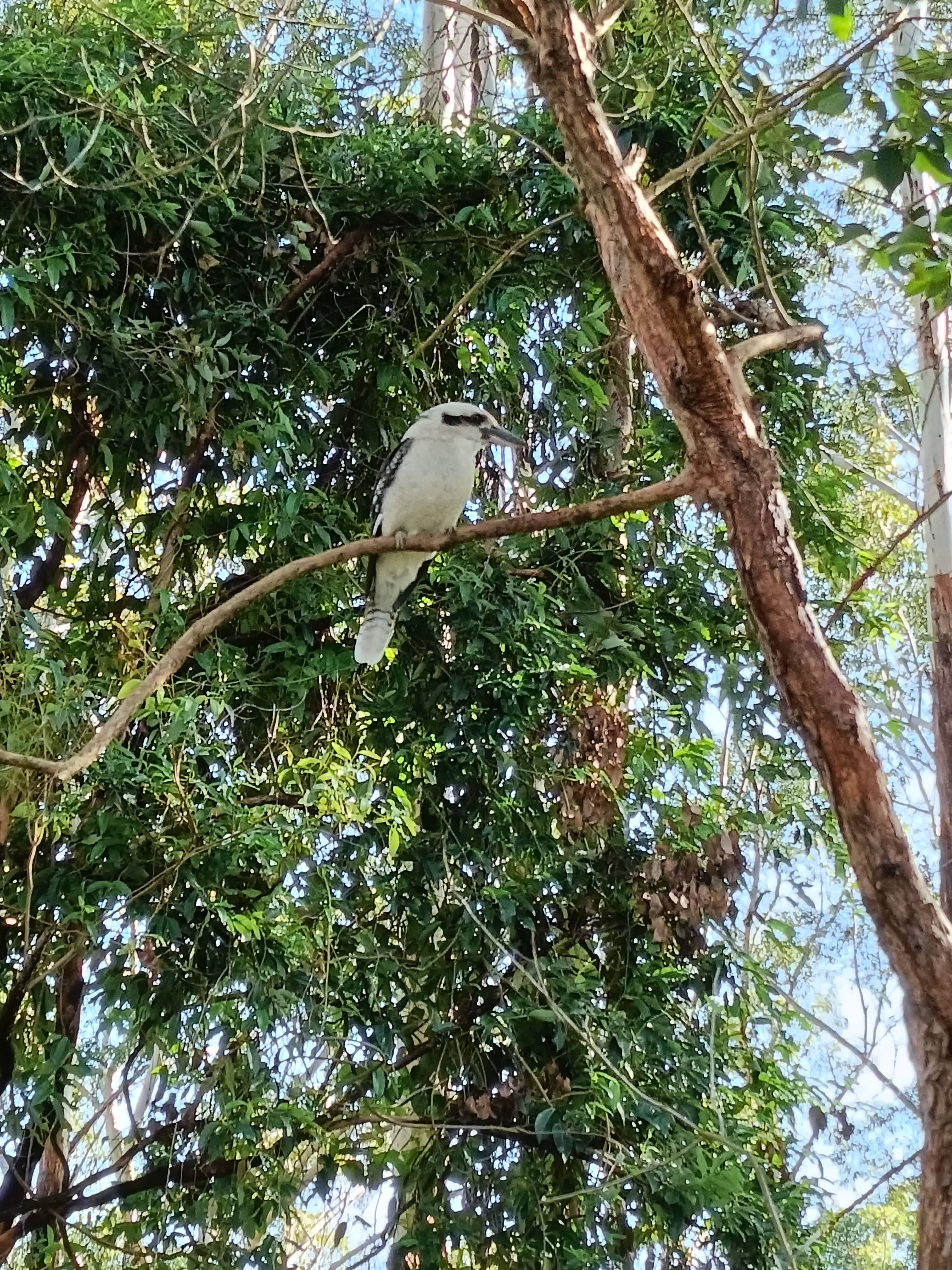 A local kookaburra