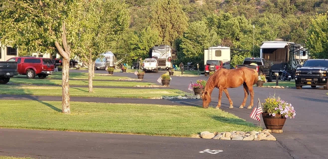 Klamath Ranch Resort - Blue Heron RV Park