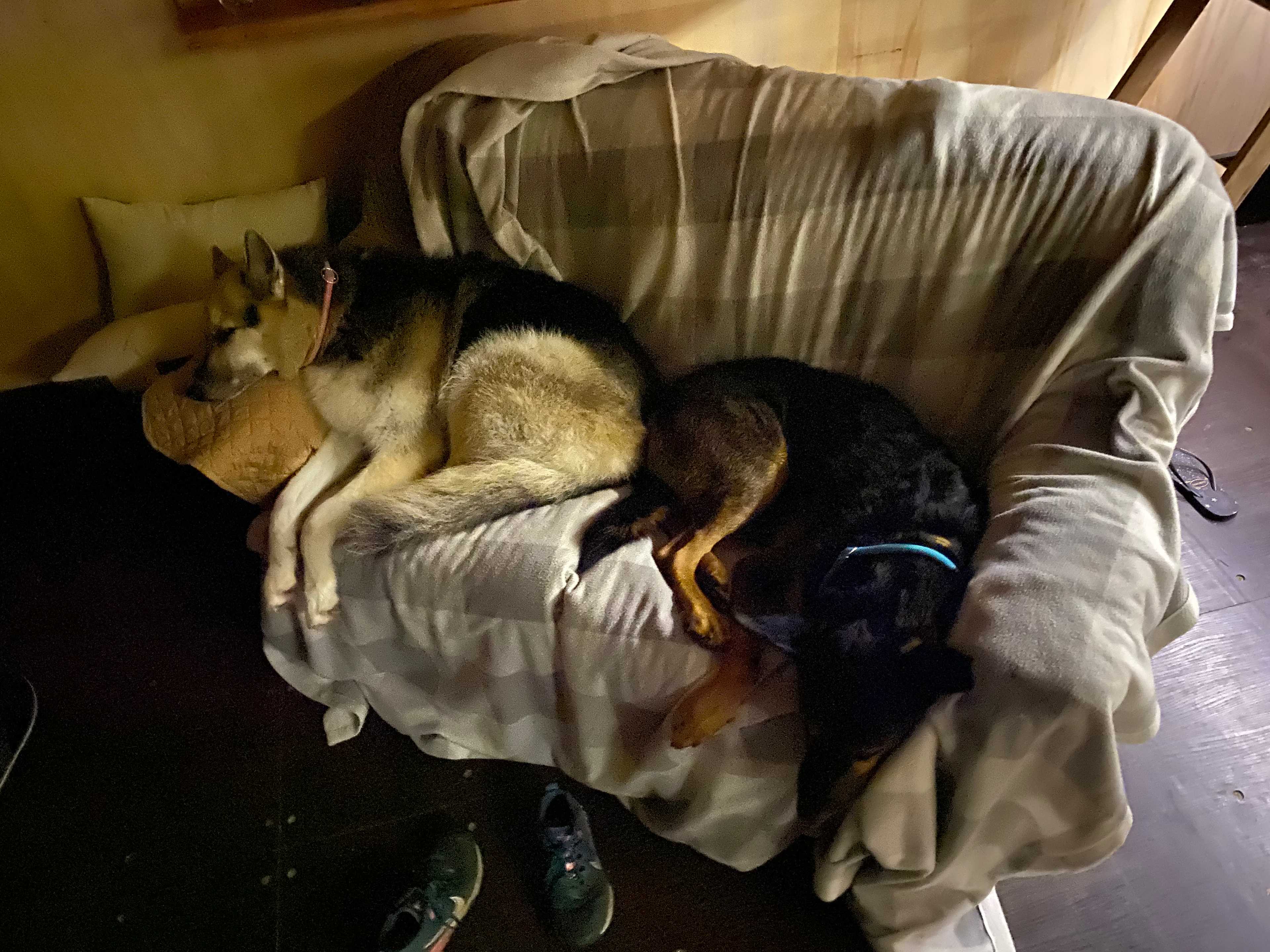 Dogs knackered 