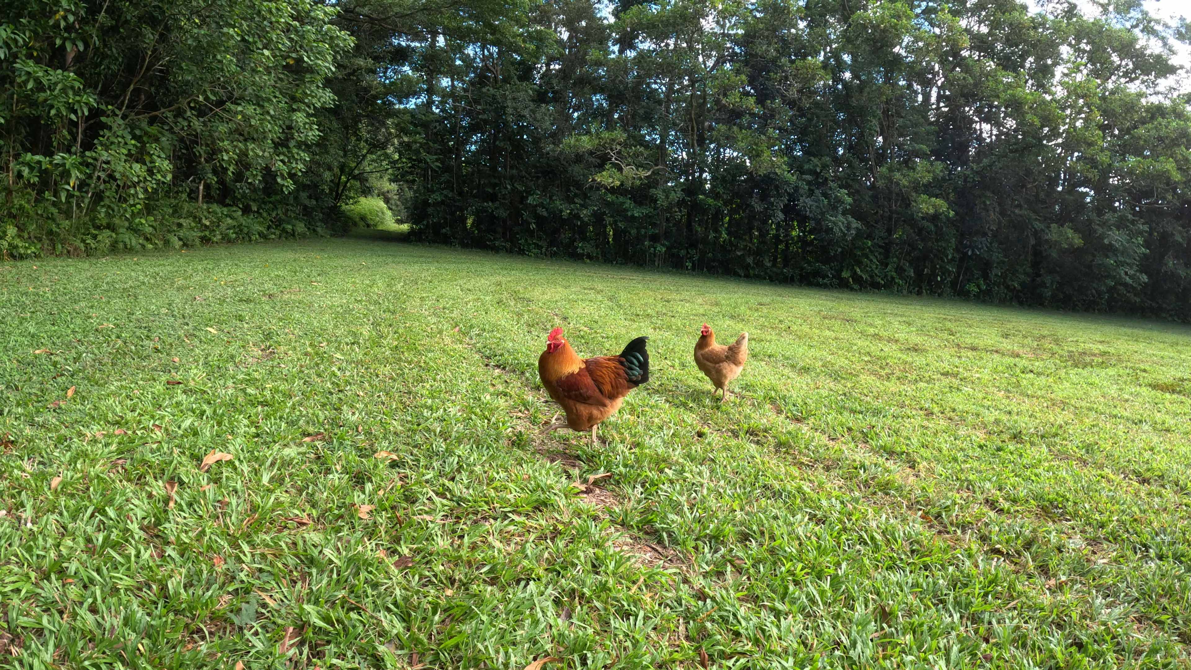 Rainforest Stream Near Cairns