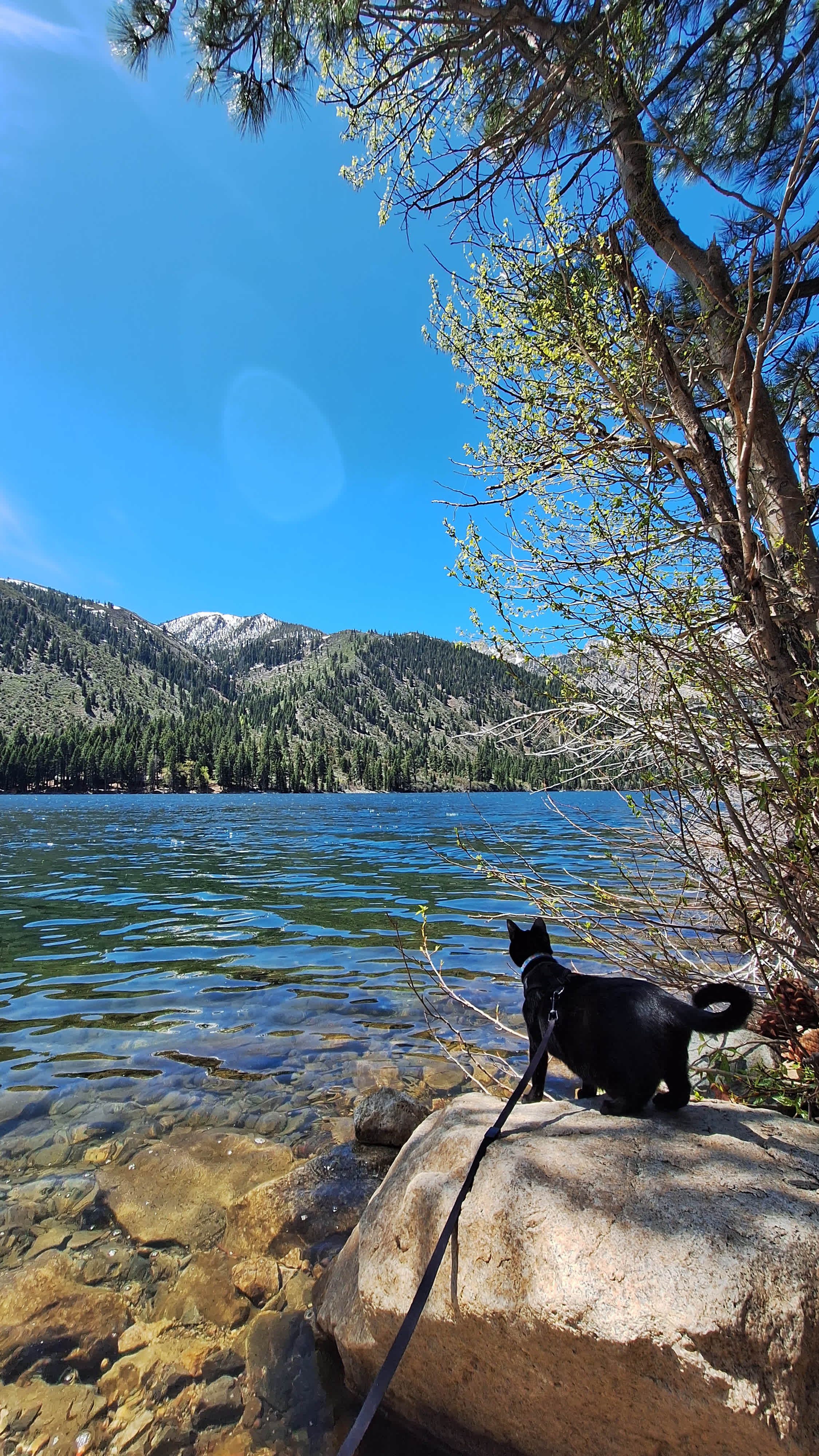 Panda at twin lakes, only 15 min from Bridgeport Reservoir