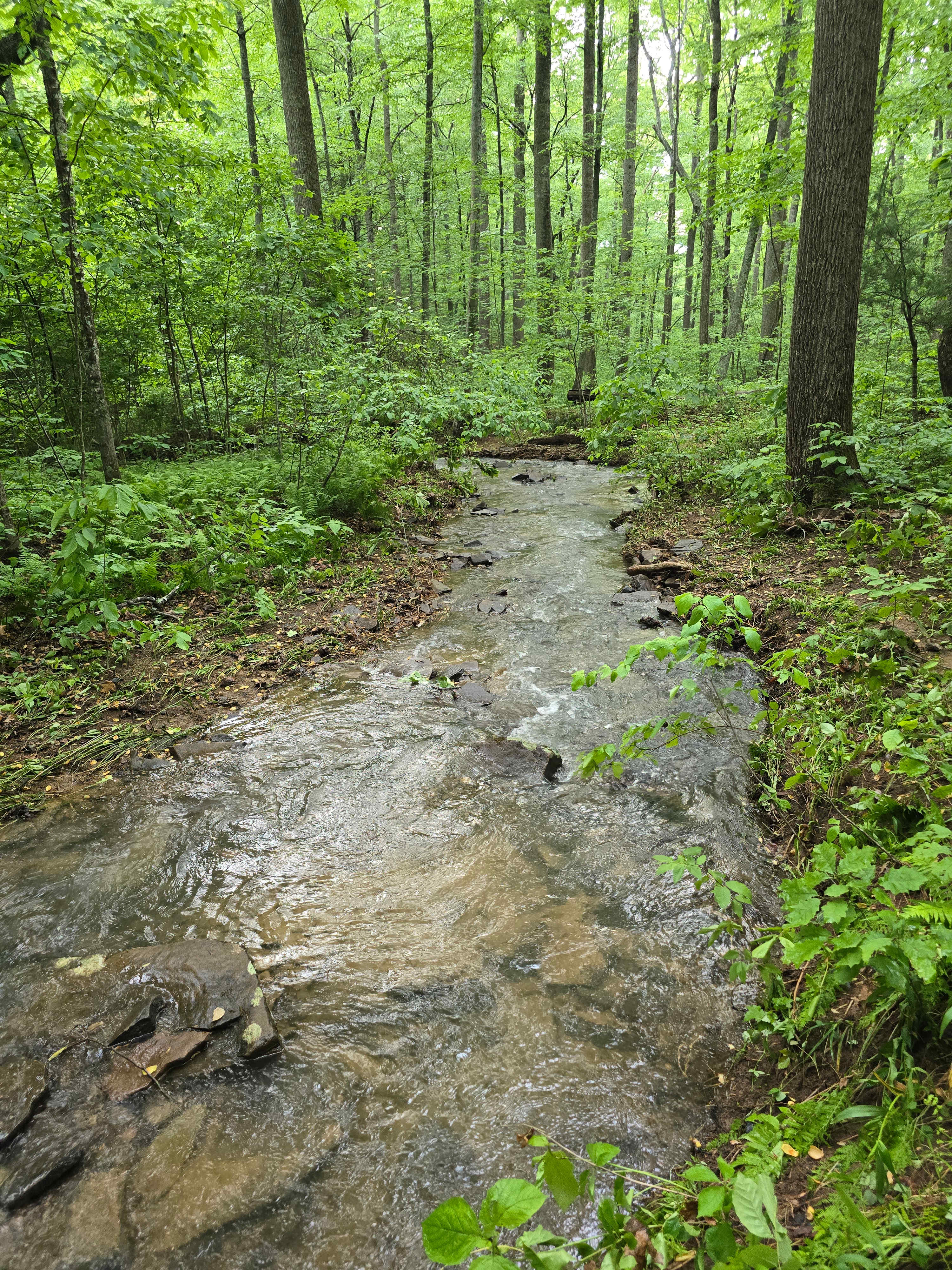 Beautiful Bear Creek!