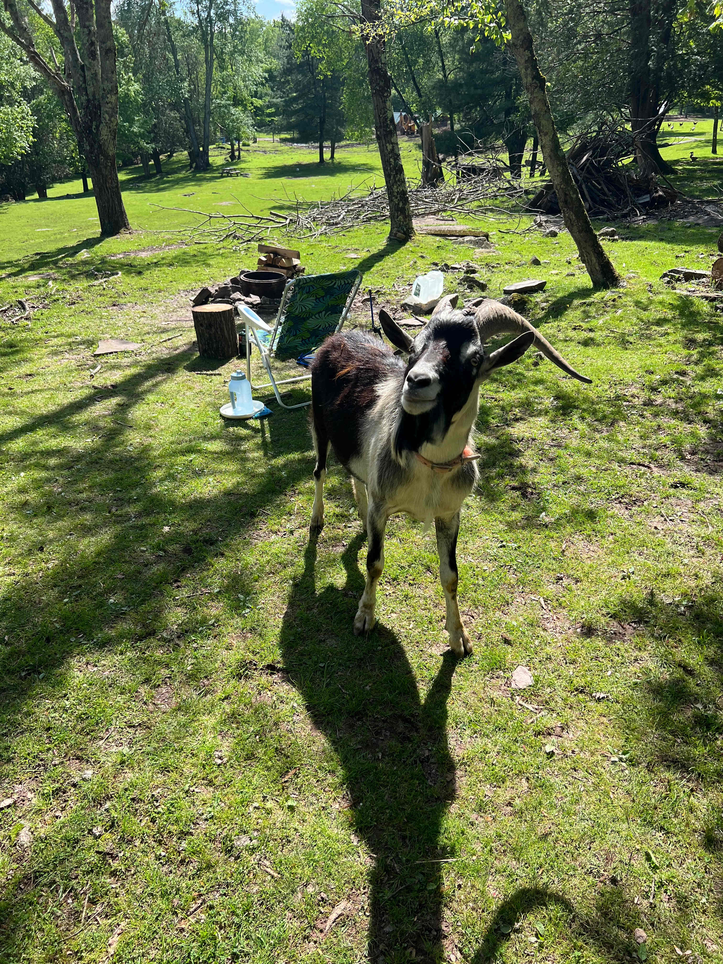 BeaverWood Farm (no children)