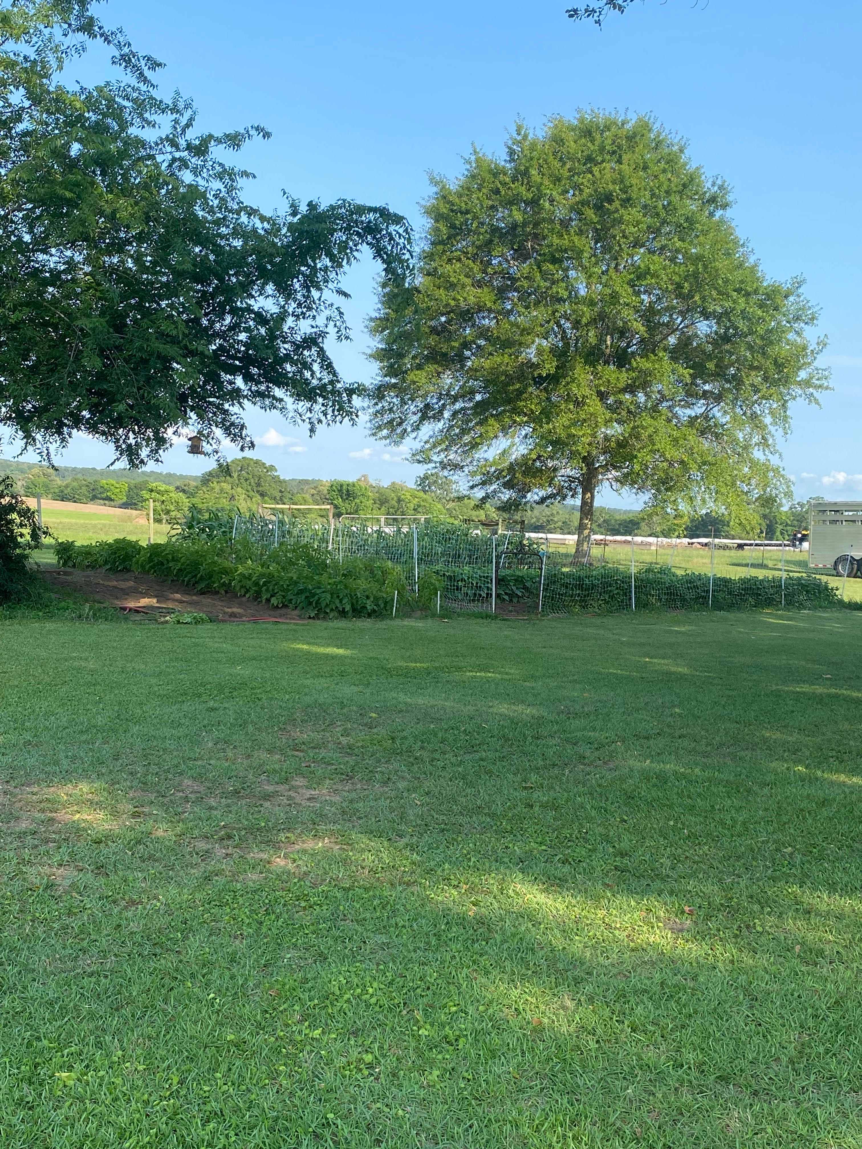 Whispering Wind In The Live Oaks