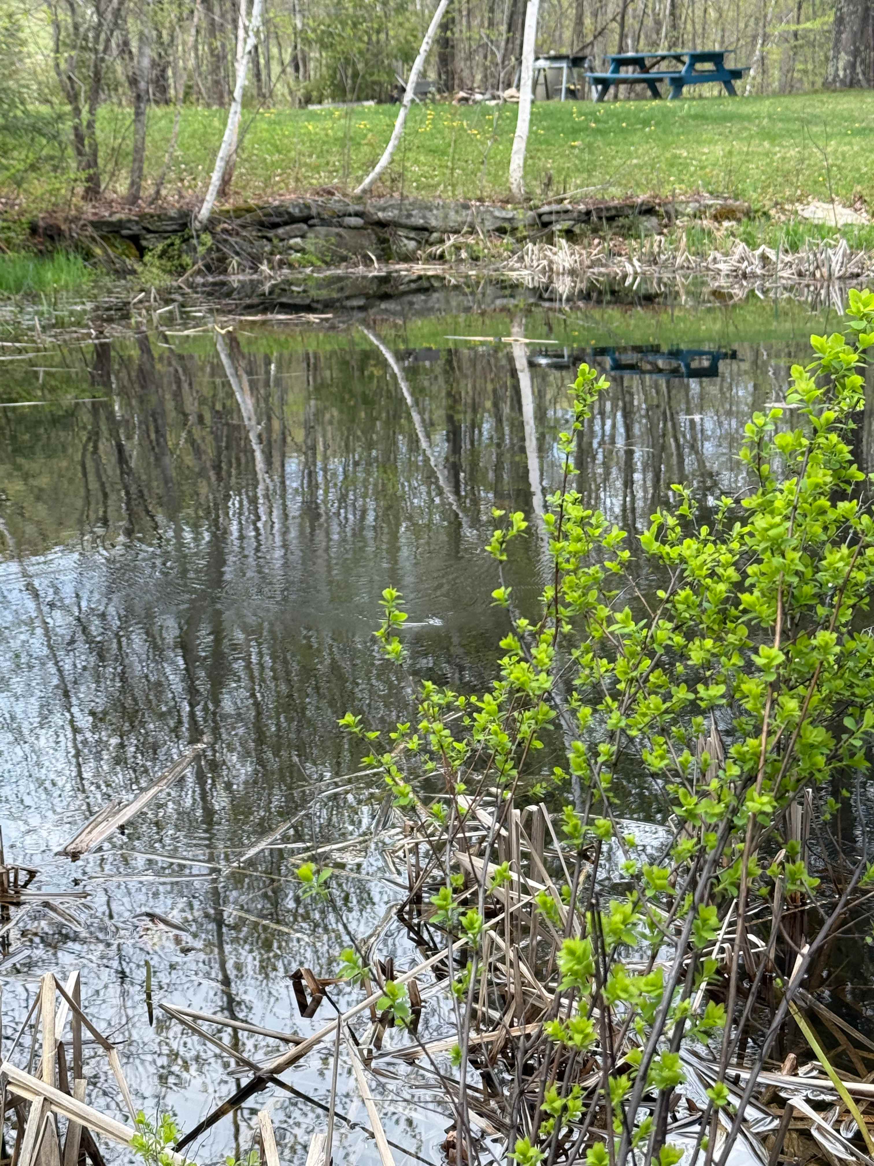 Pond along trail 