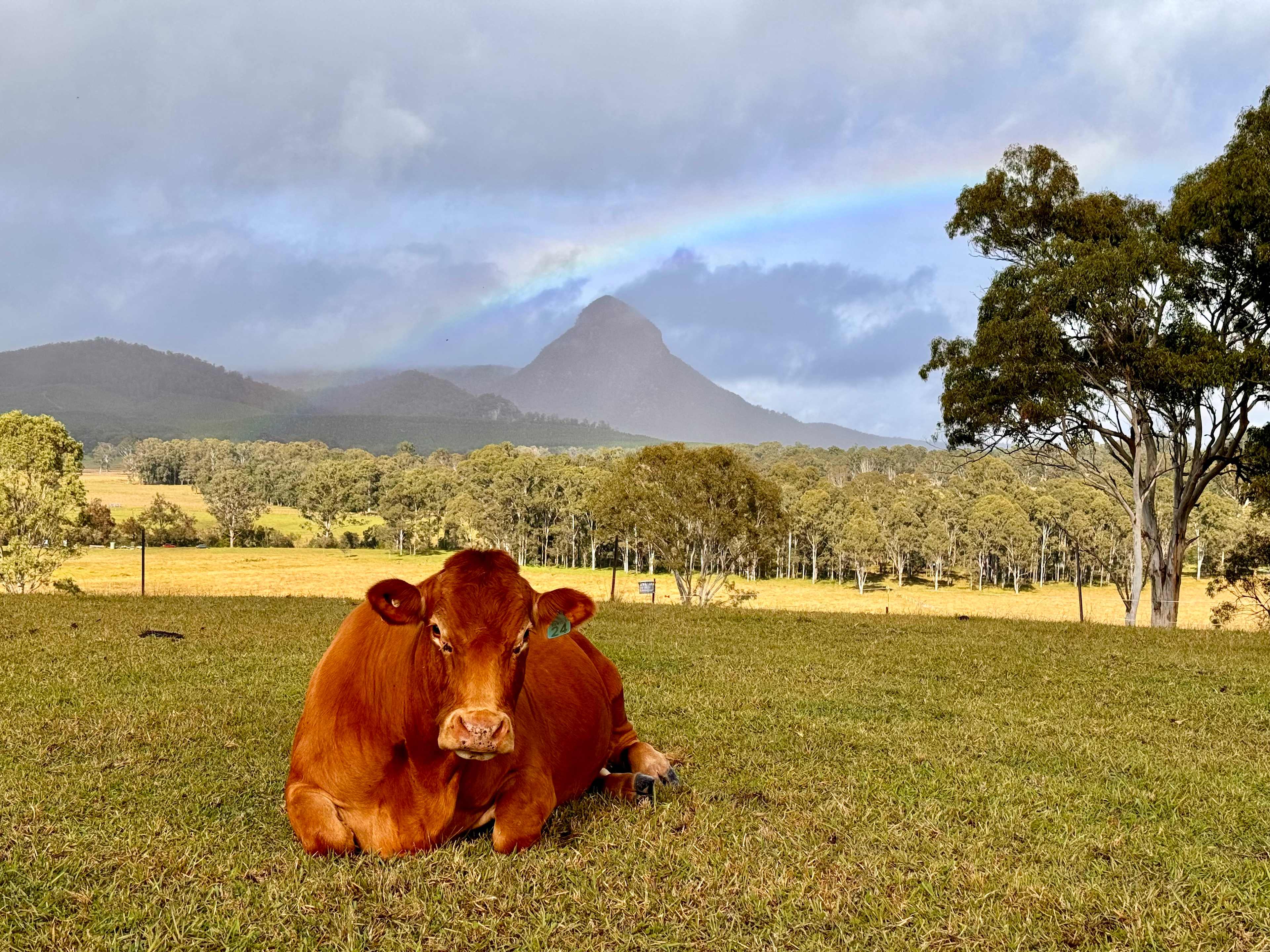 Sweet Mountain View