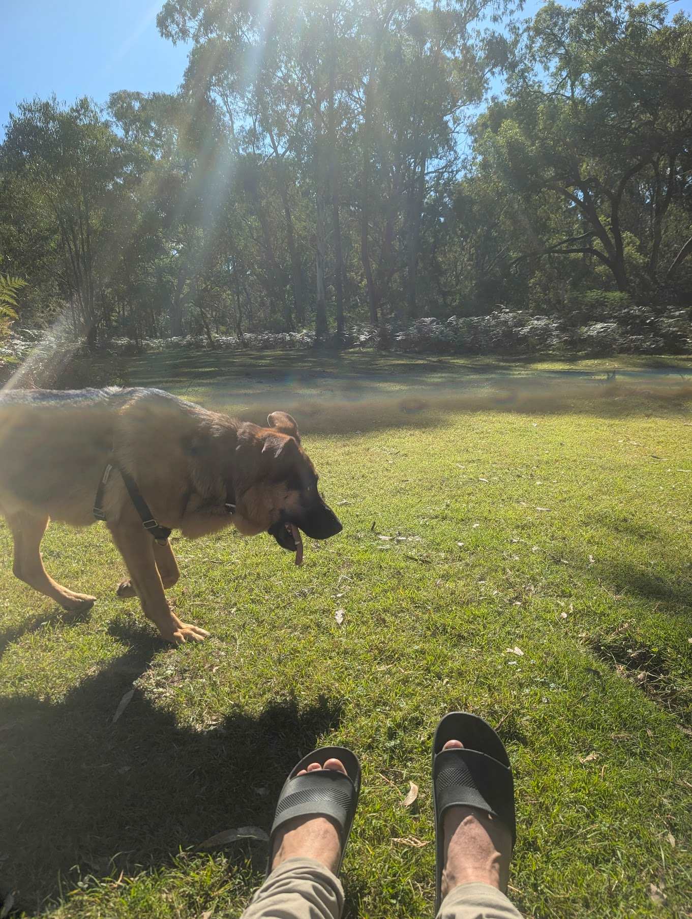 Dog Friendly, friendly dog...
