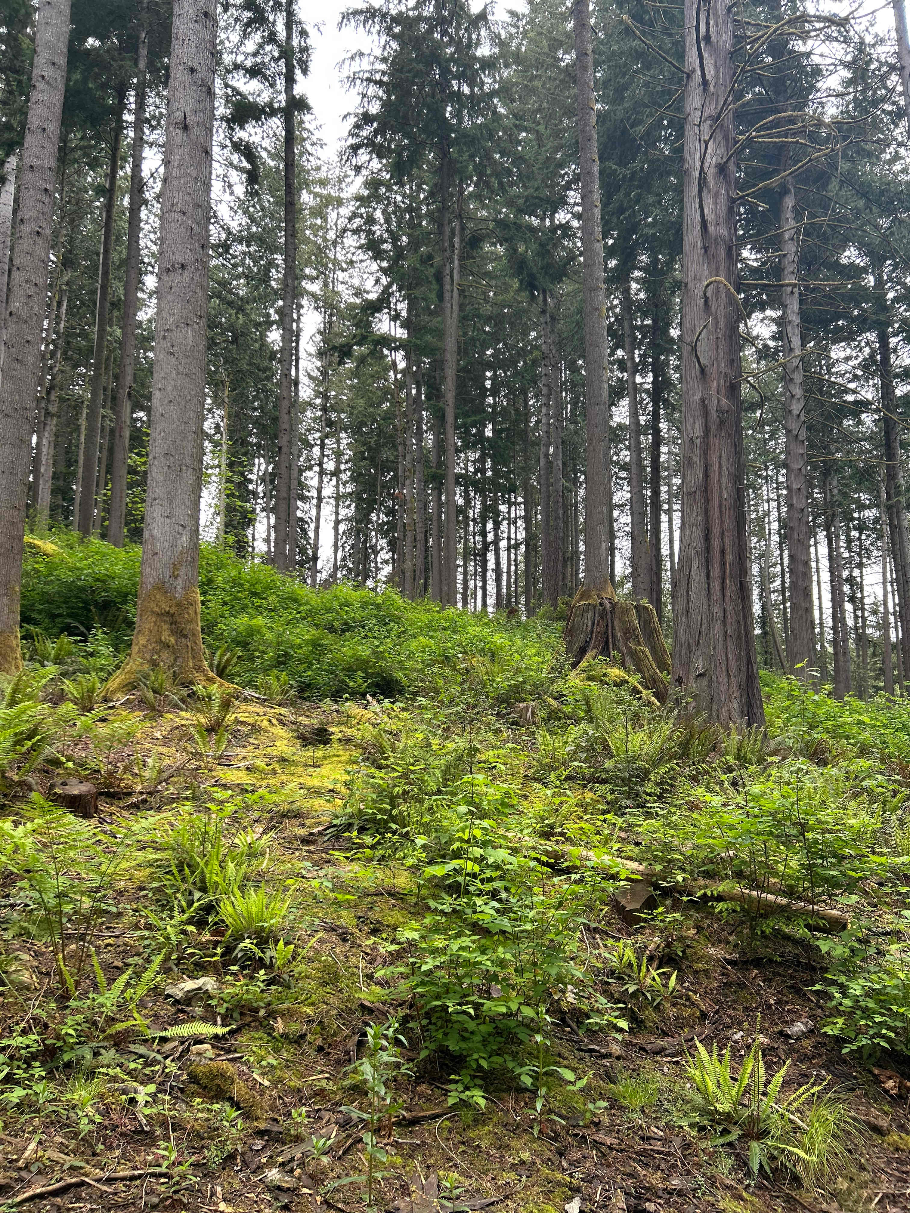 Valhalla Tree Farm