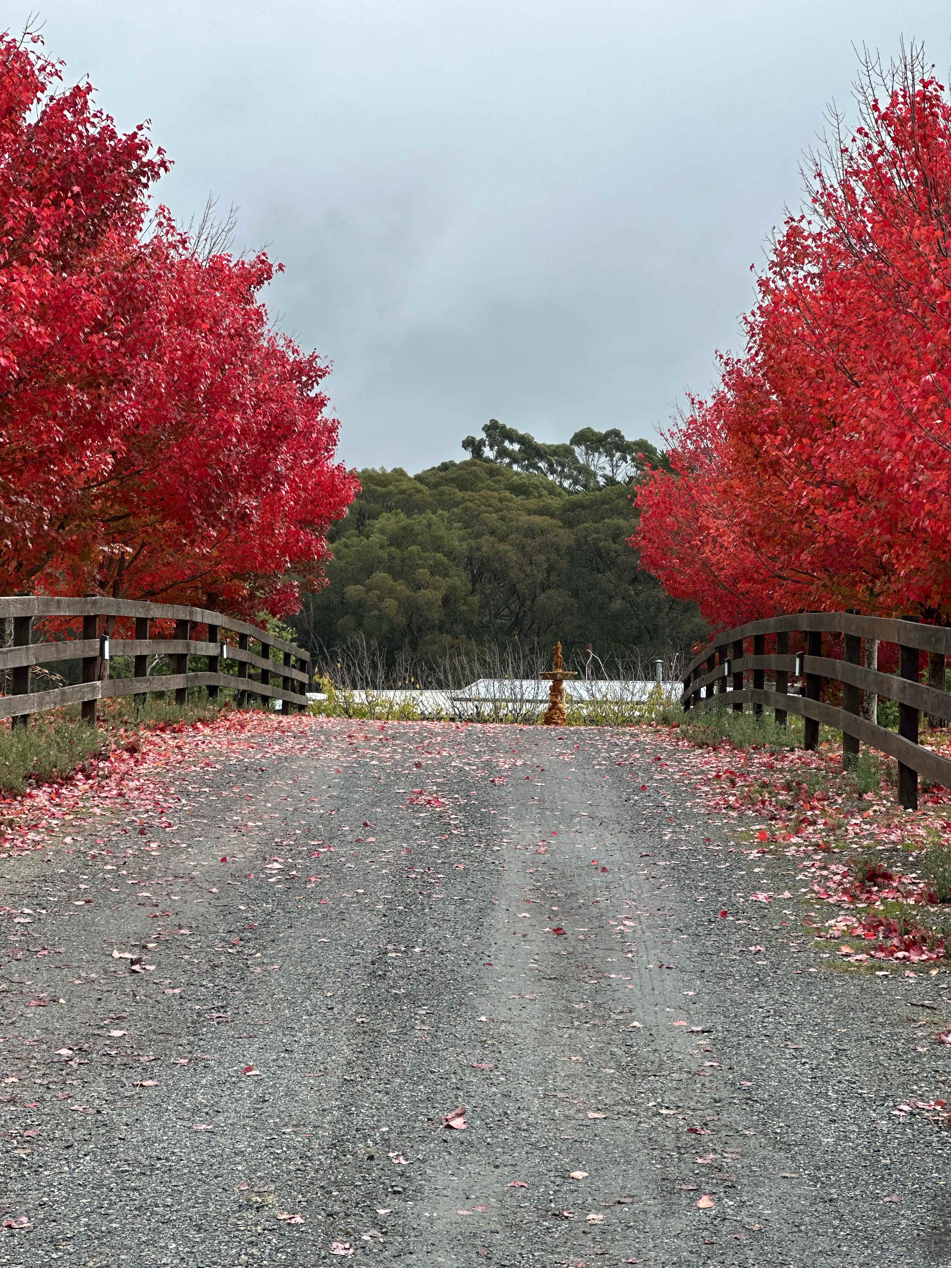 Stone’s Summertown Cherry Farm