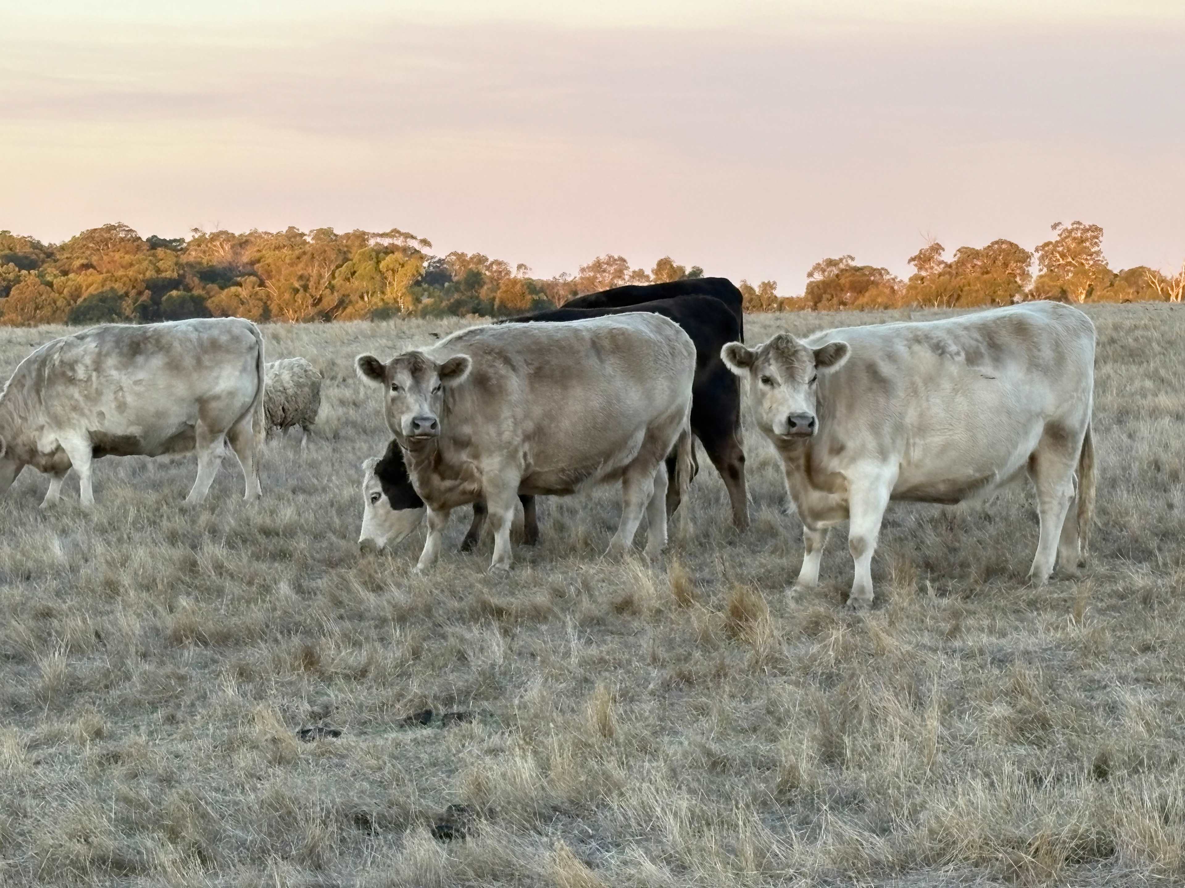 Friendly cattle