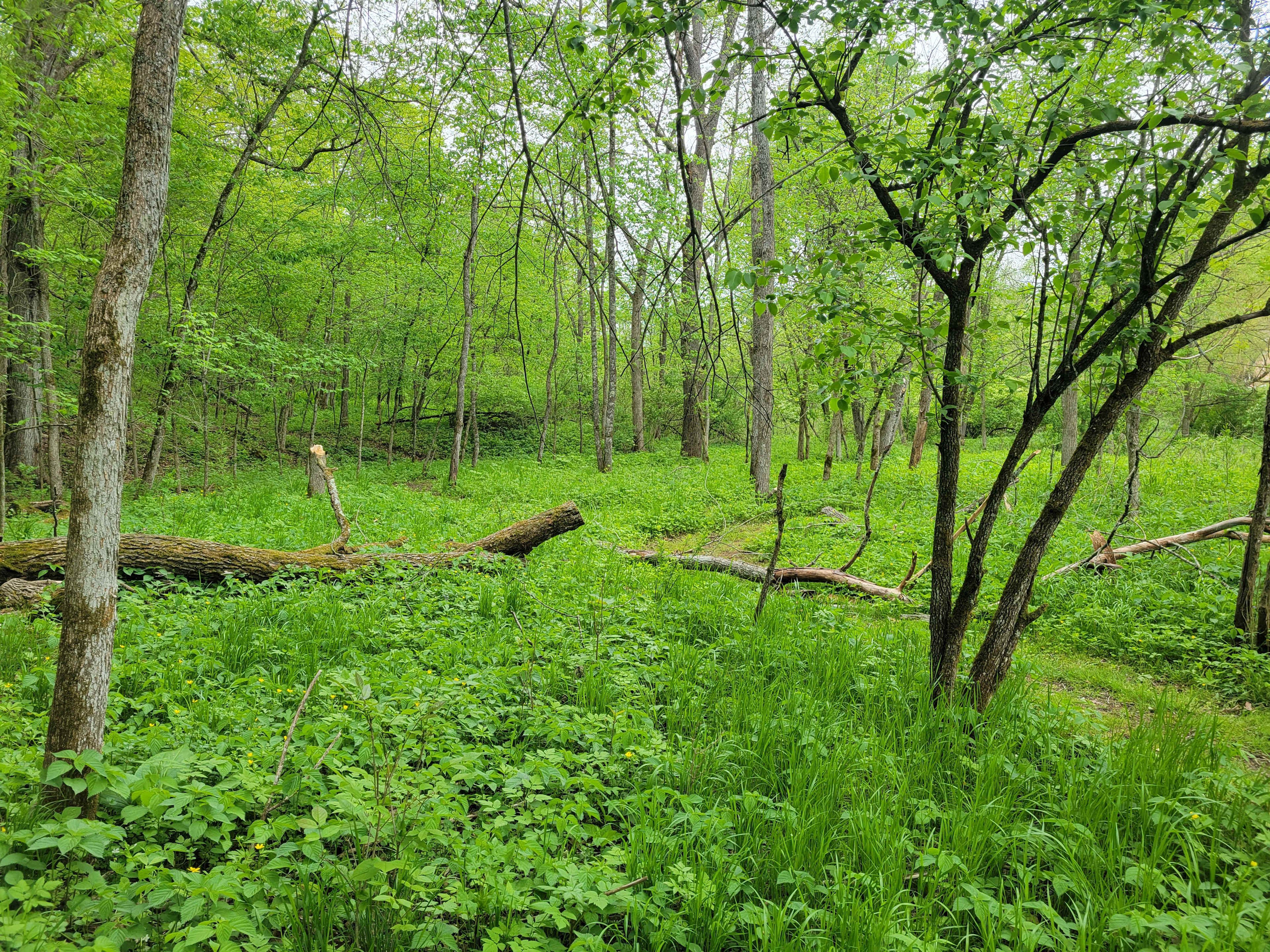 Tent camping on secluded 40 acres.