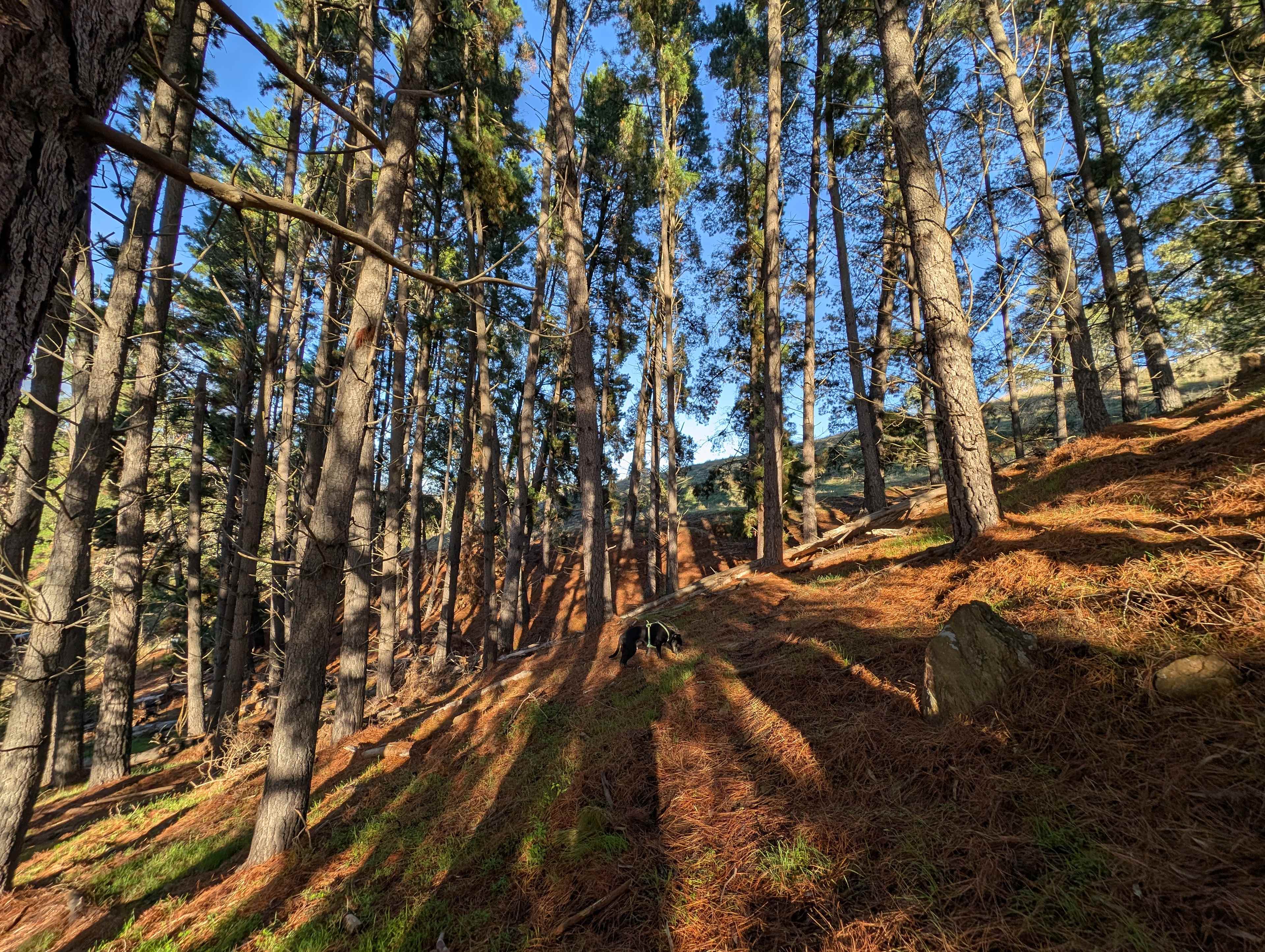 Small forested area
