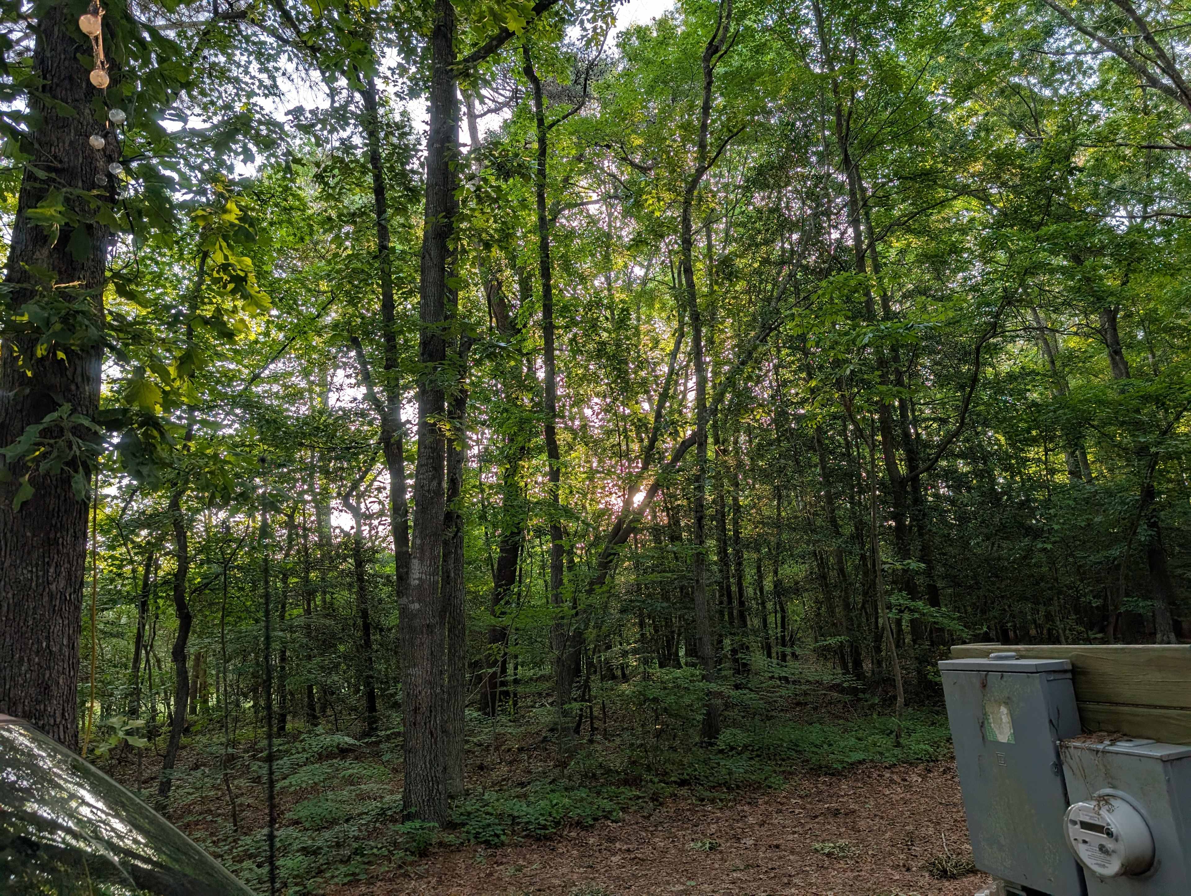 Shine & Rise Magic Food Forest