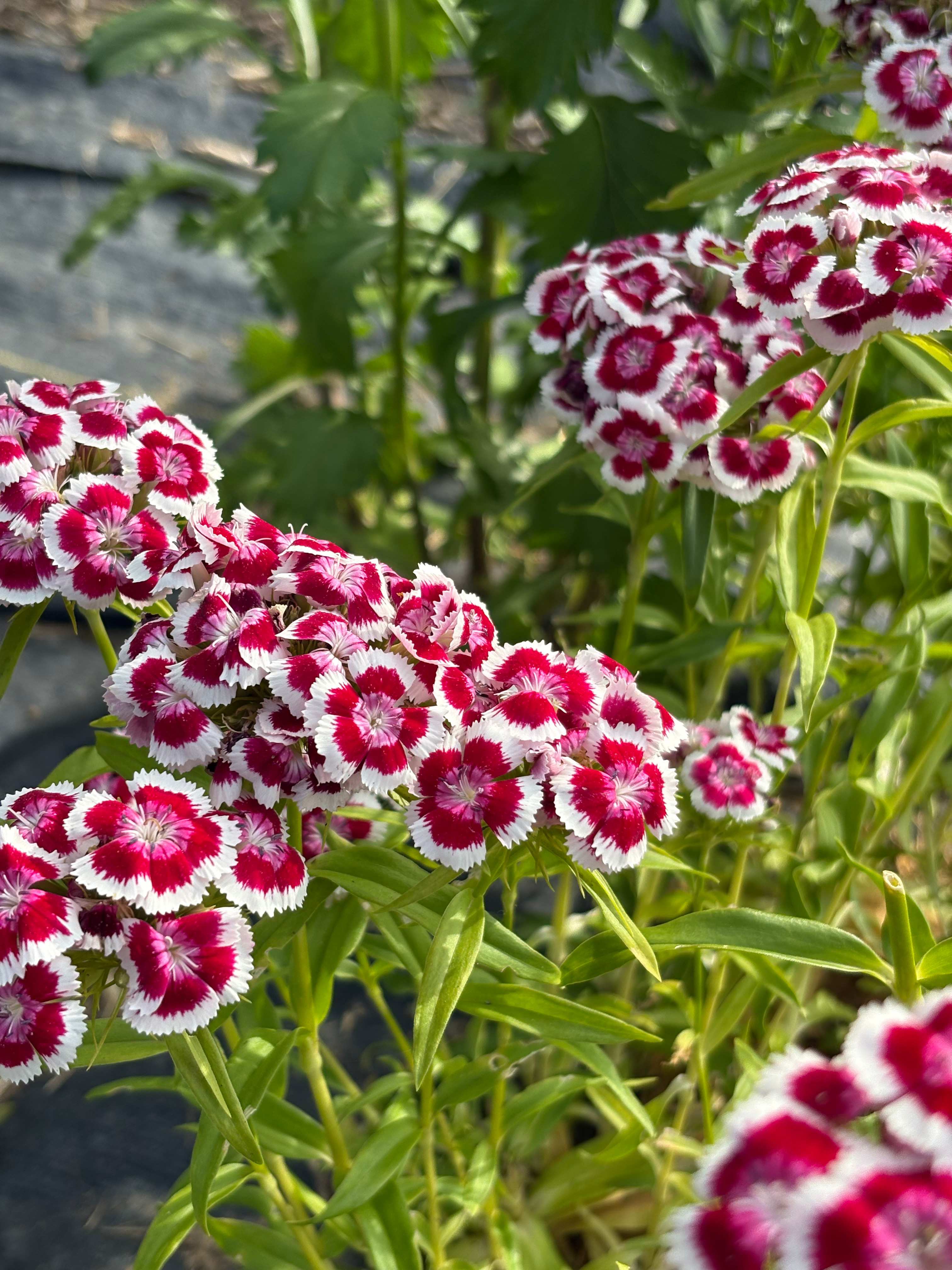 U-Pick Flower Farm