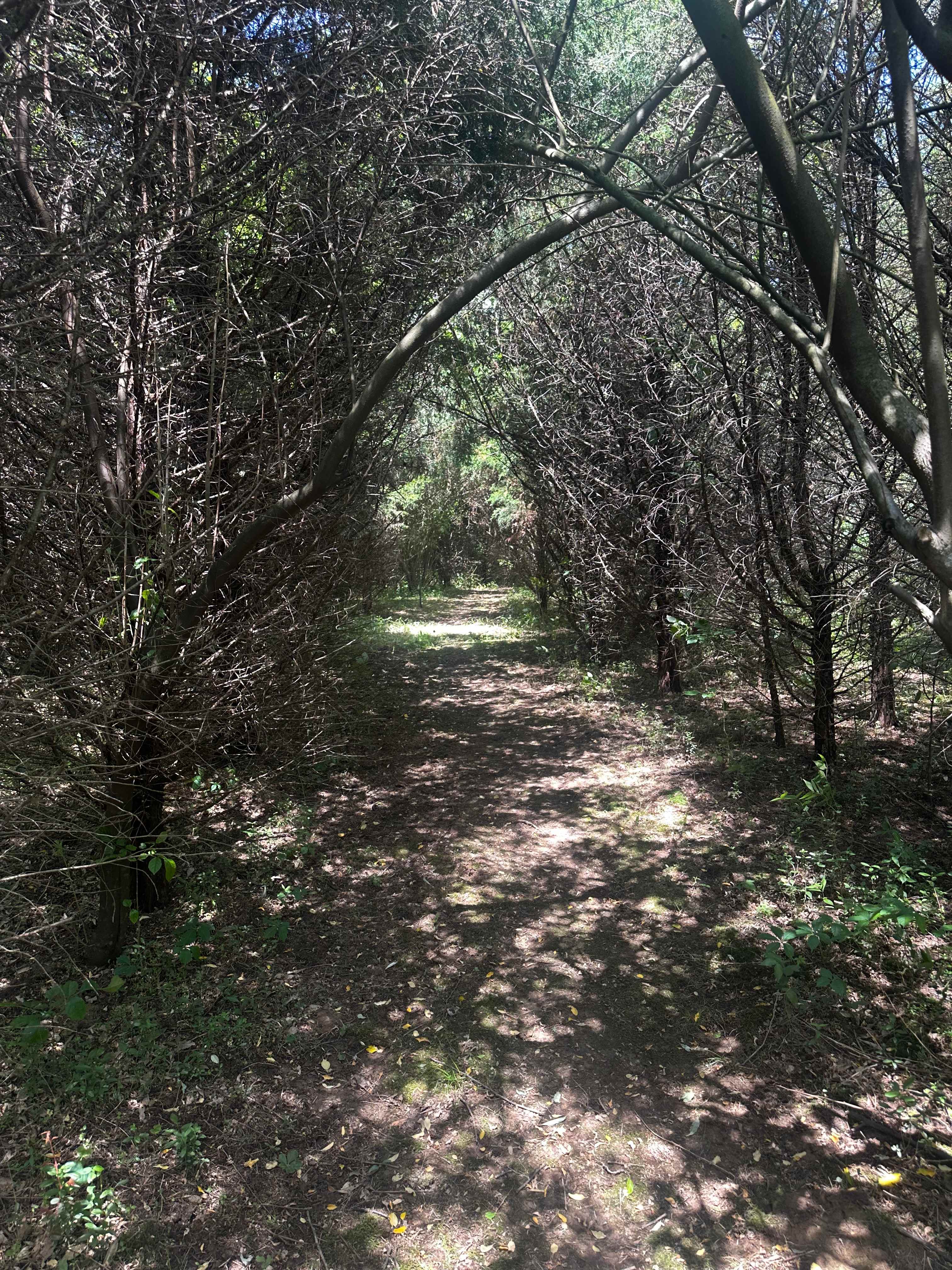 Walking trail scenery