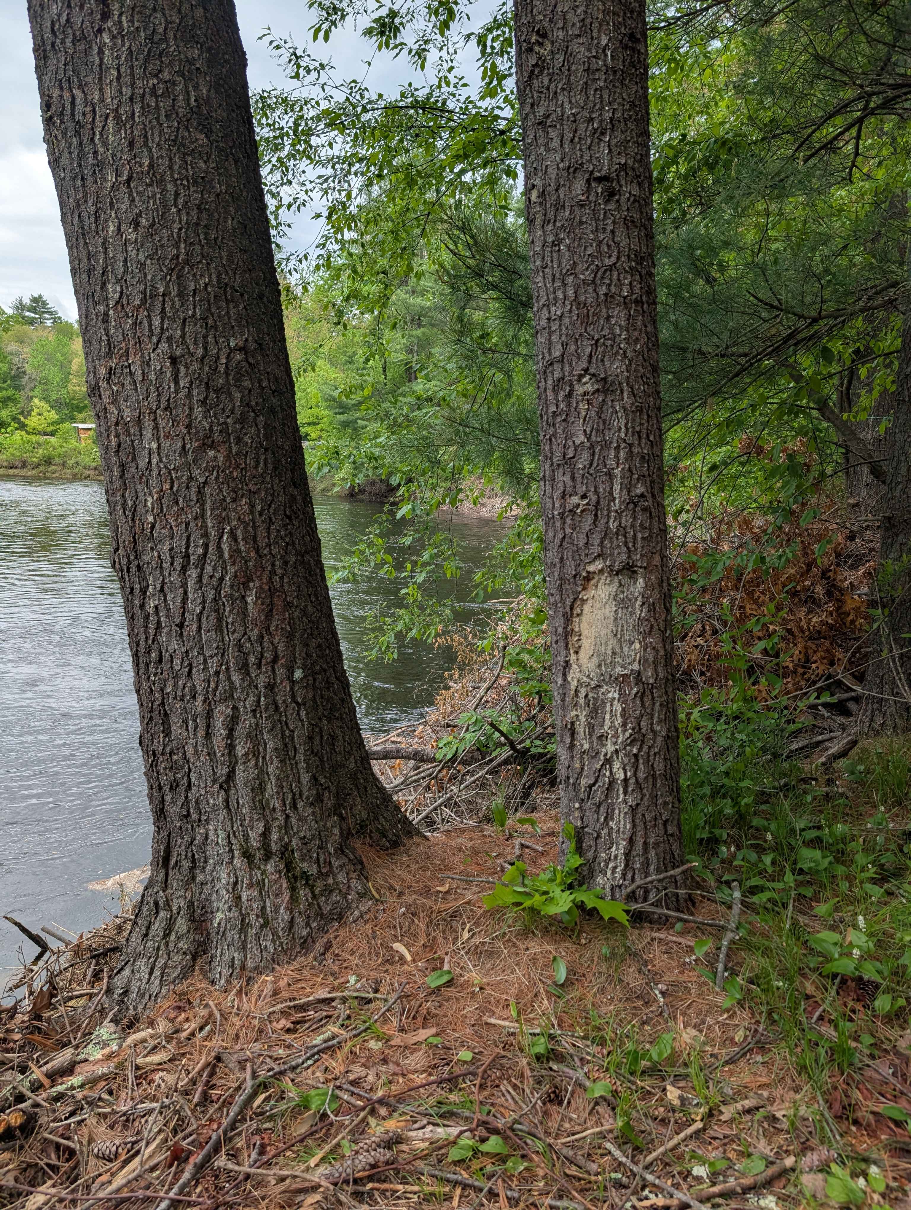Souhegan Shores