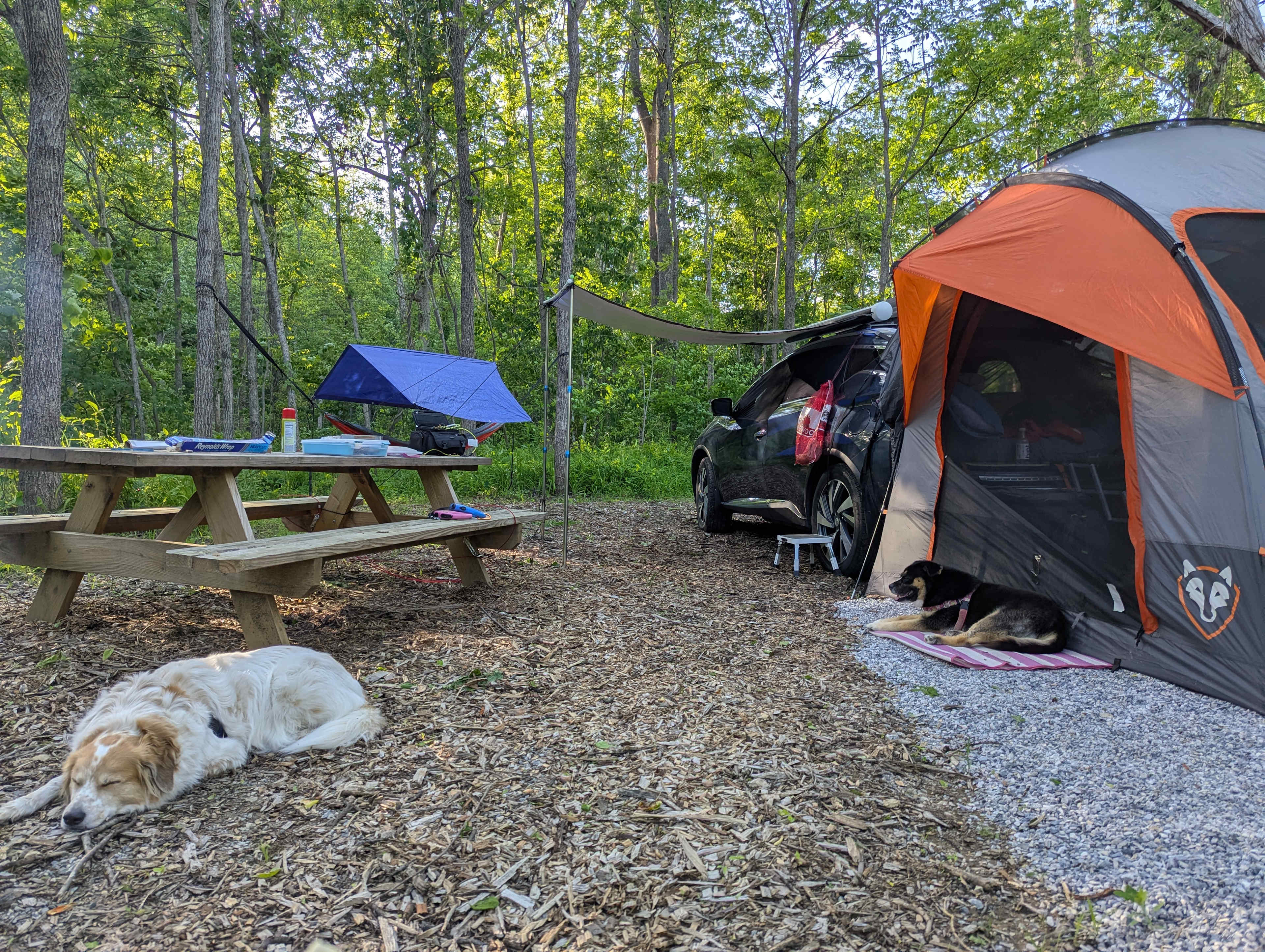 Tired from a day of playing in the stream.