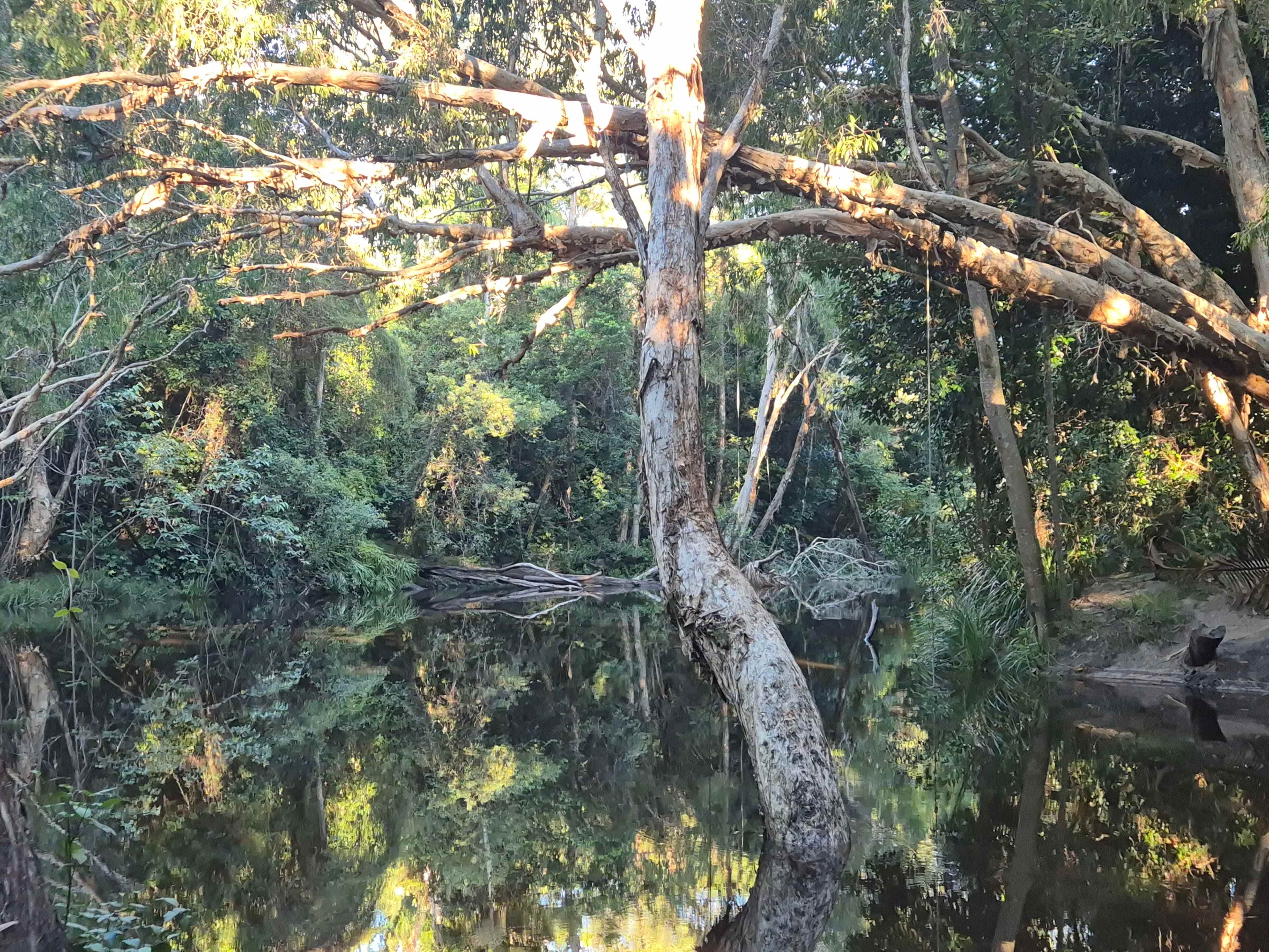 The creek