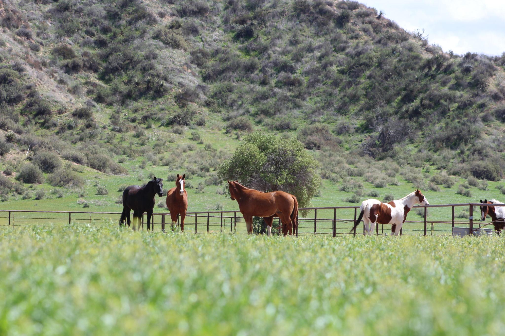 Sundance Meadows