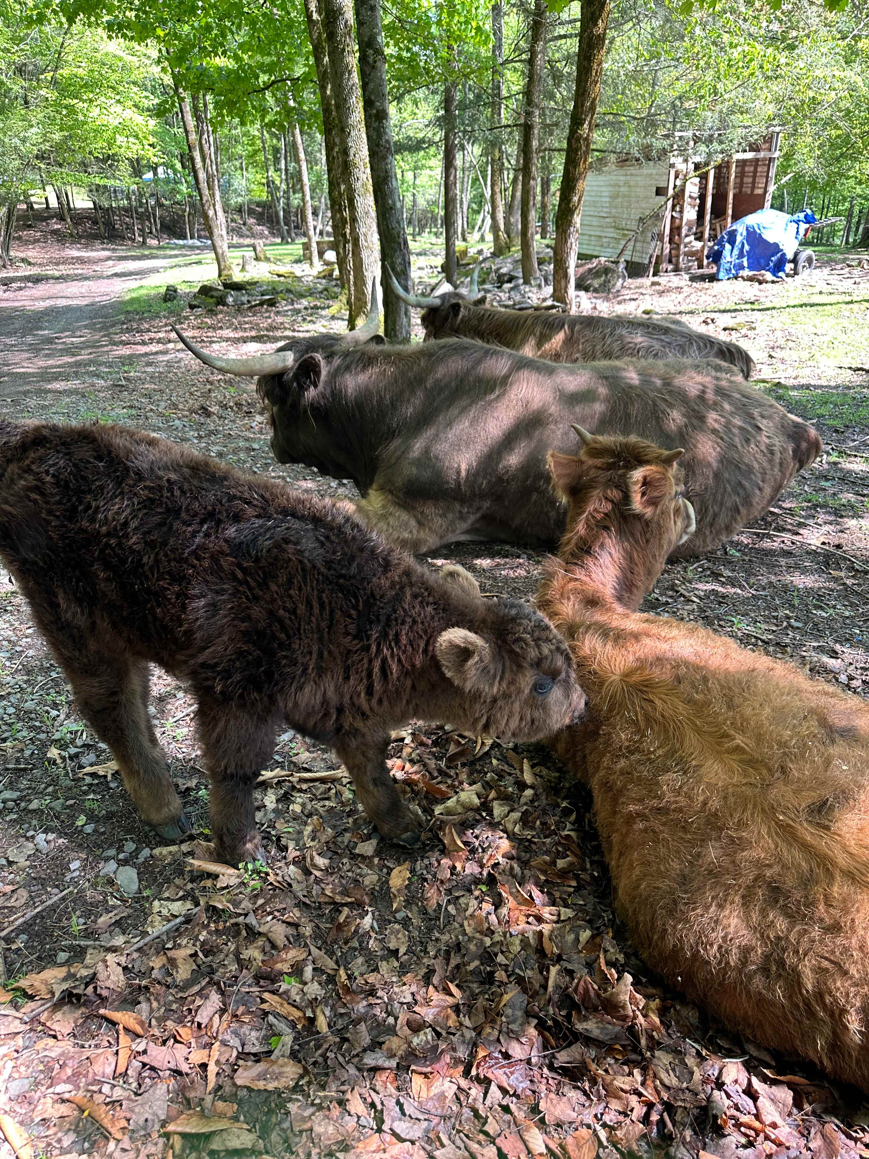 BeaverWood Farm (no children)