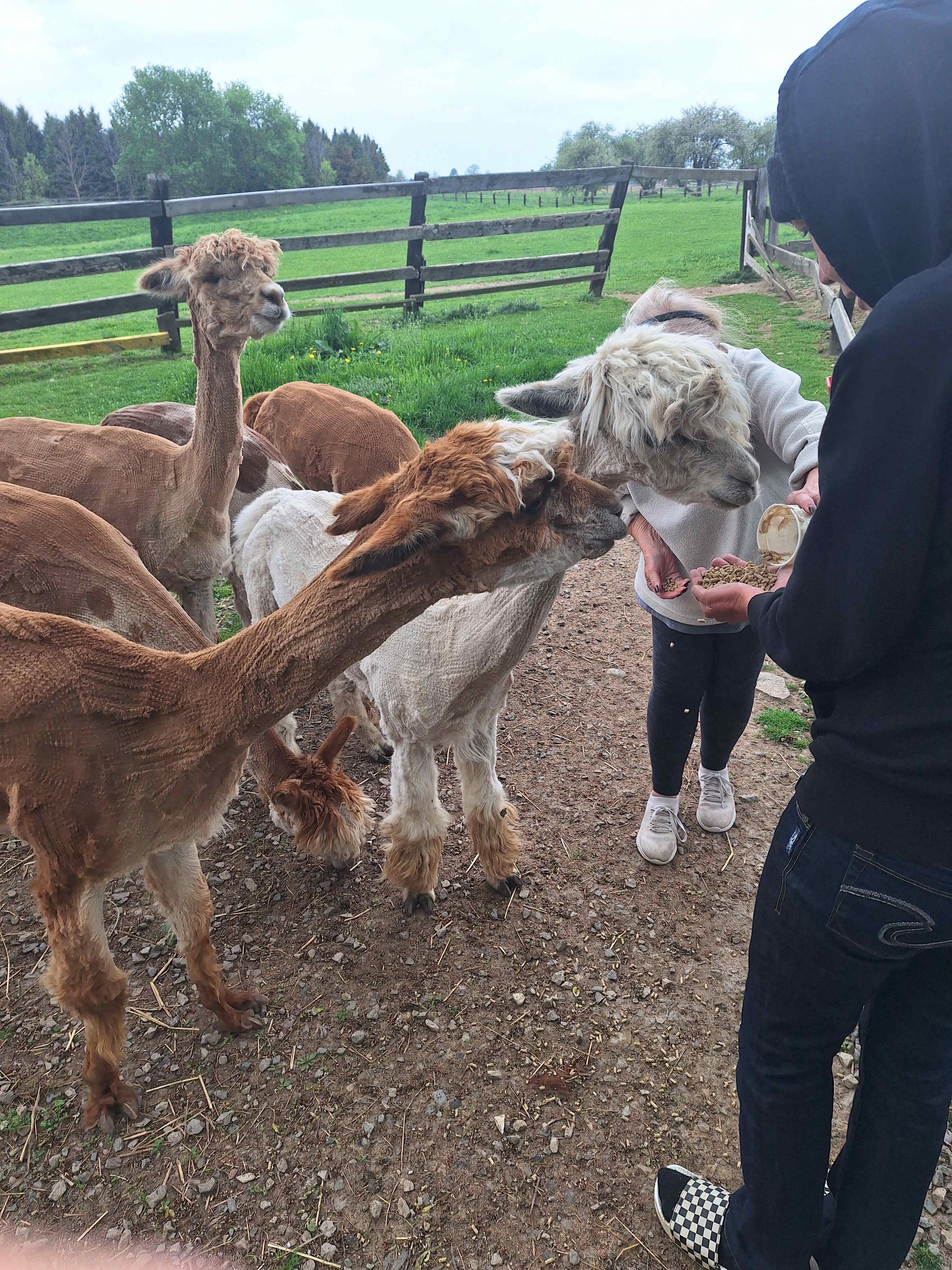 Feeding the alpacas😊