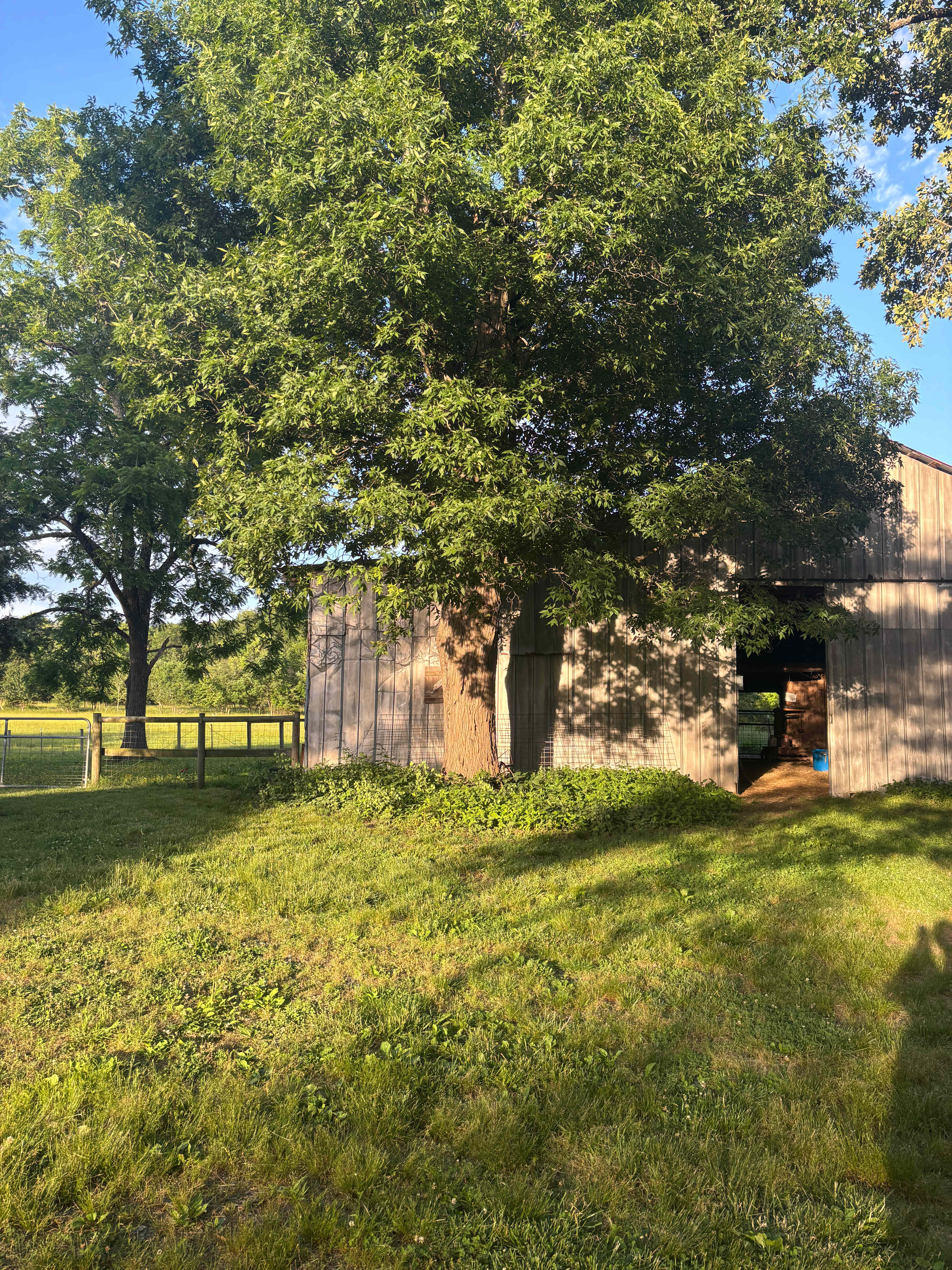 Ancient Spring Farm