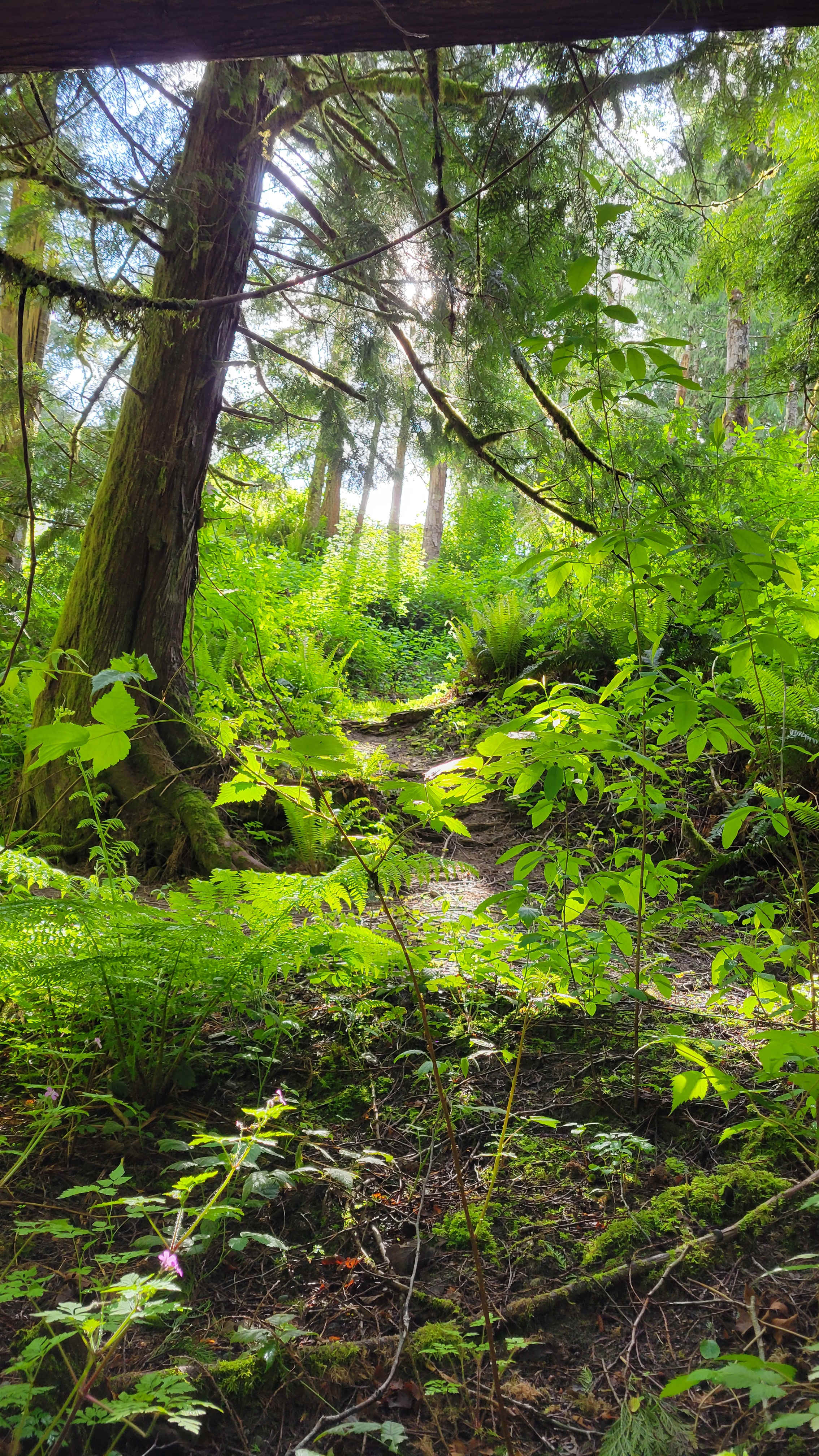 A magical spot in the forest right behind us. 
