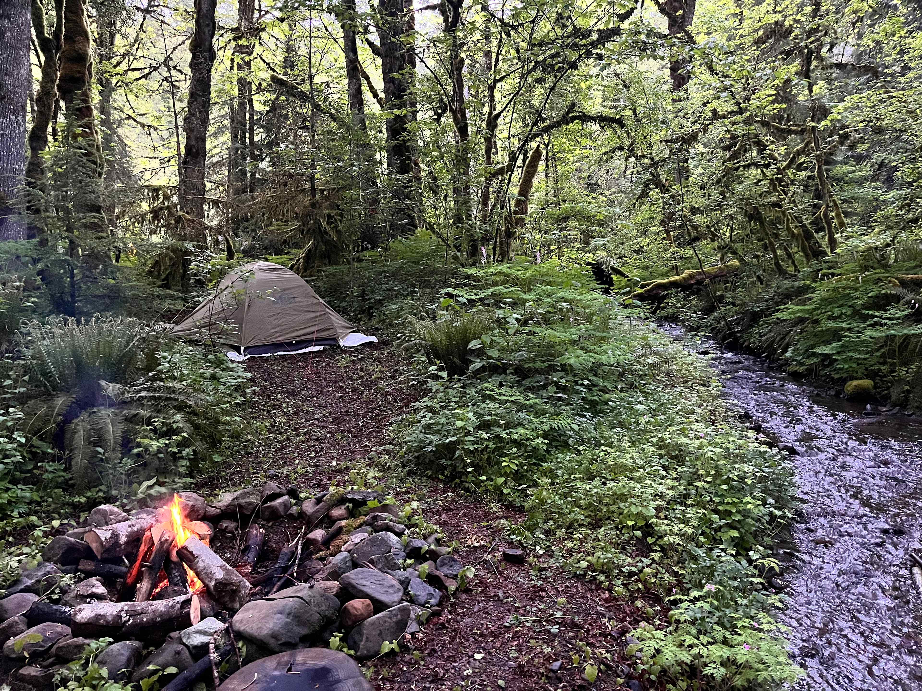 The Enchanted Forest