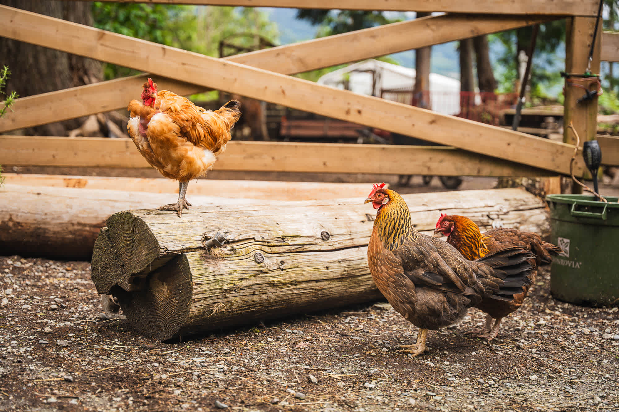 The chickens