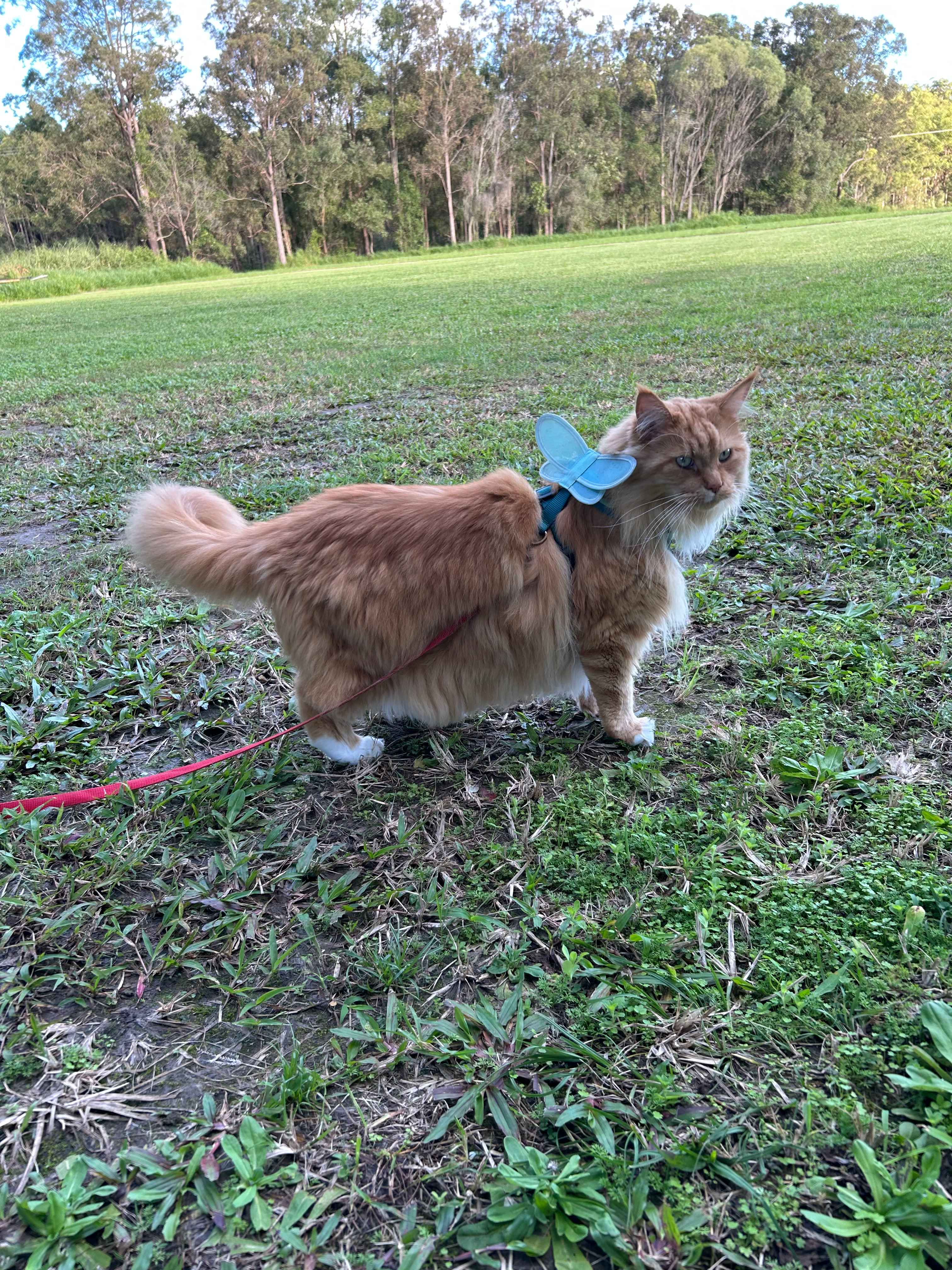 Moselle the Maine coon on the hunt for treasure 