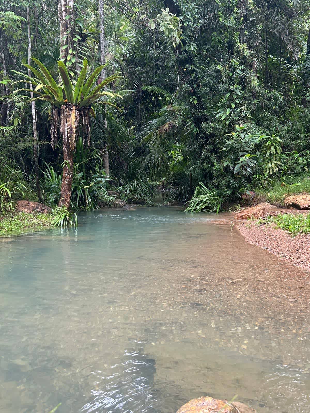 Daintree Exotics