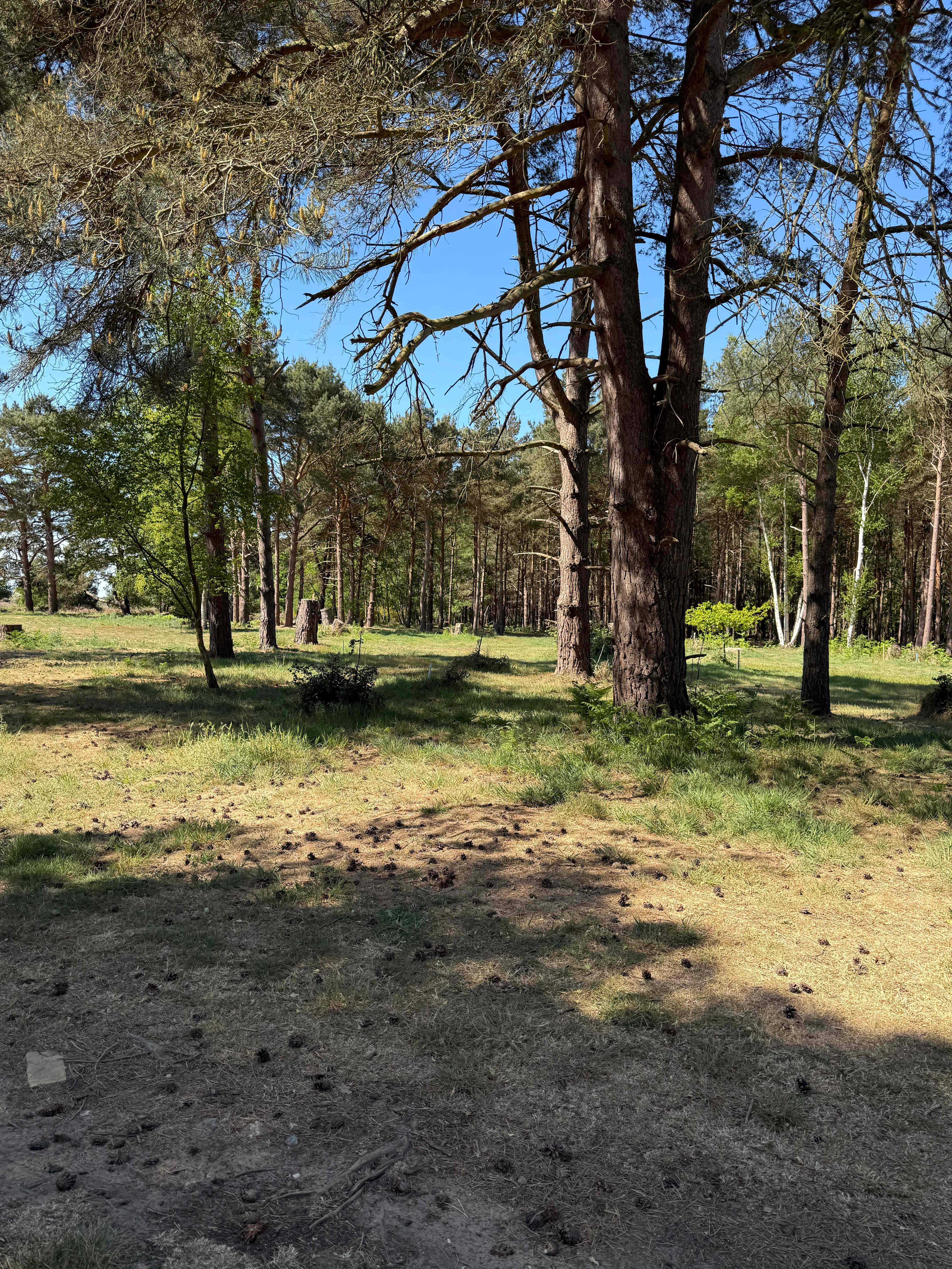 Holistic Woods Campsite WILD