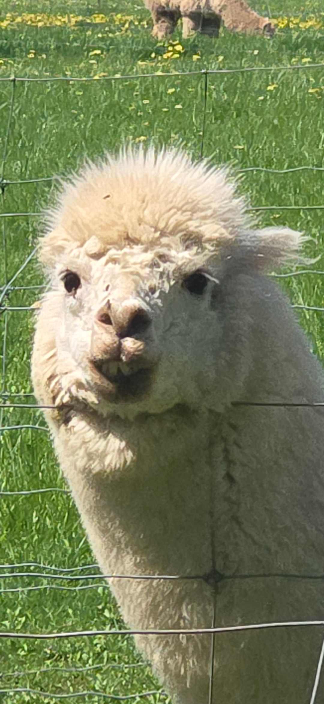 Pootcorners Alpacas