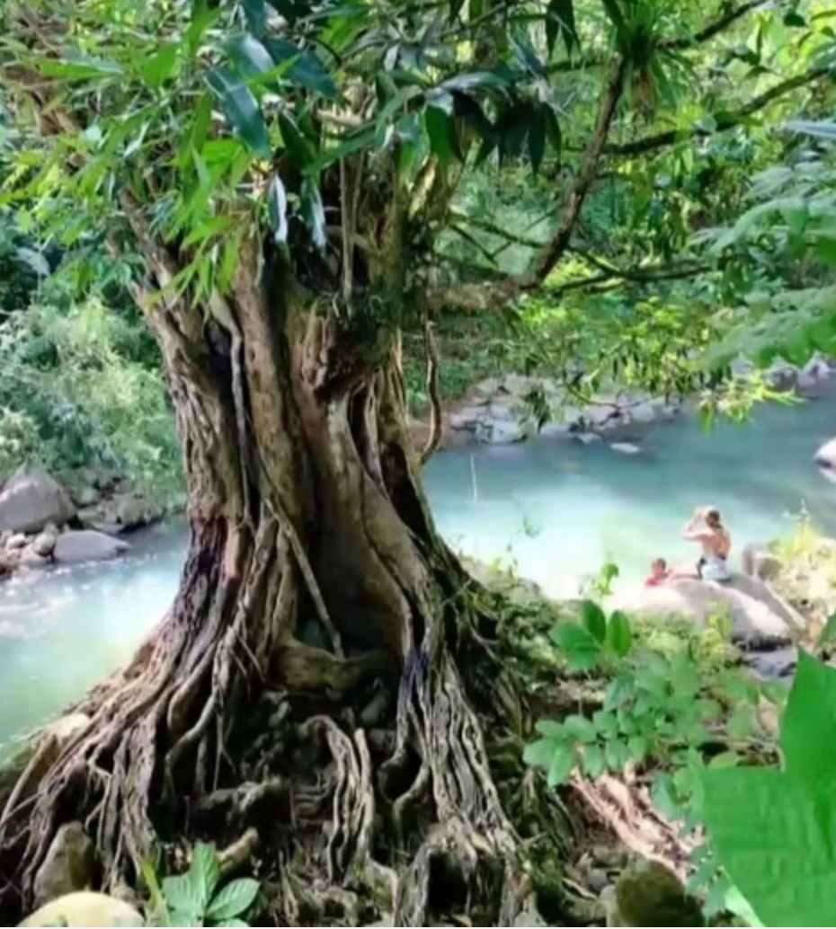 Rainforest Mini Camper – Luquillo