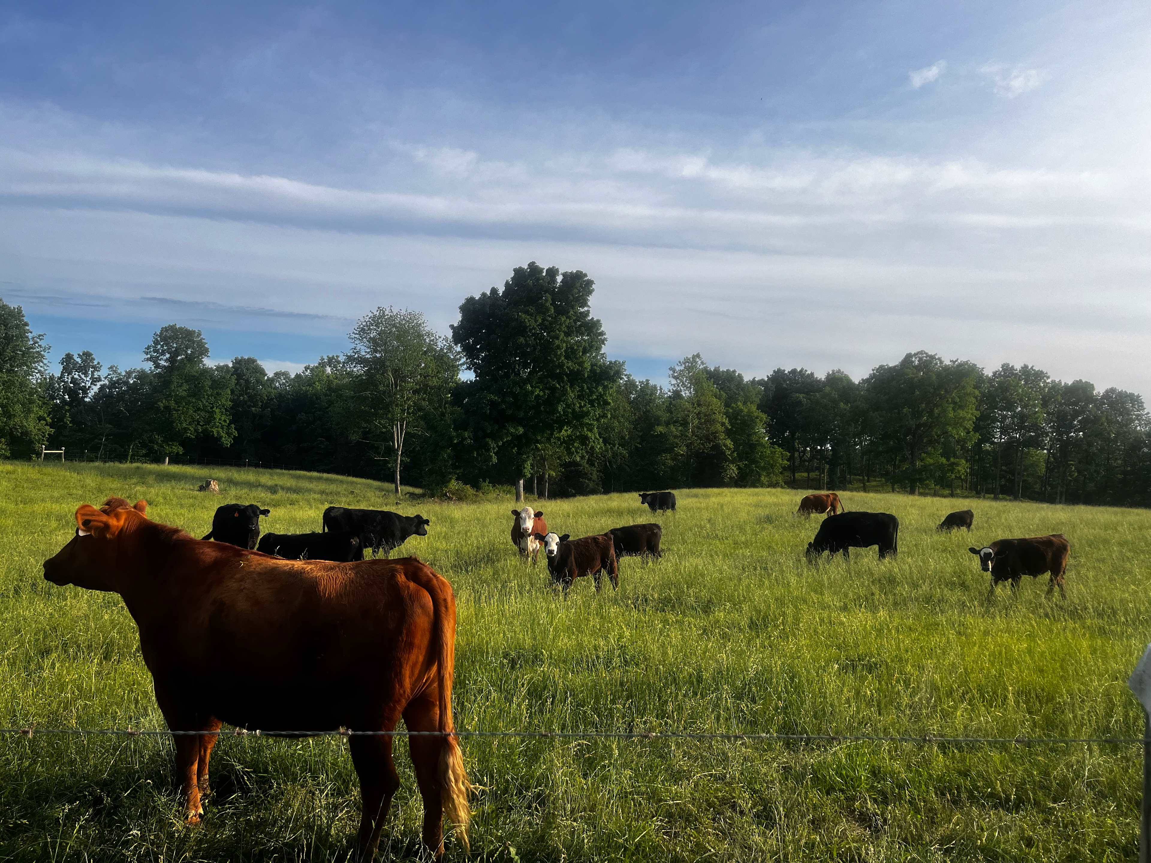 Our neighbors, the cows!