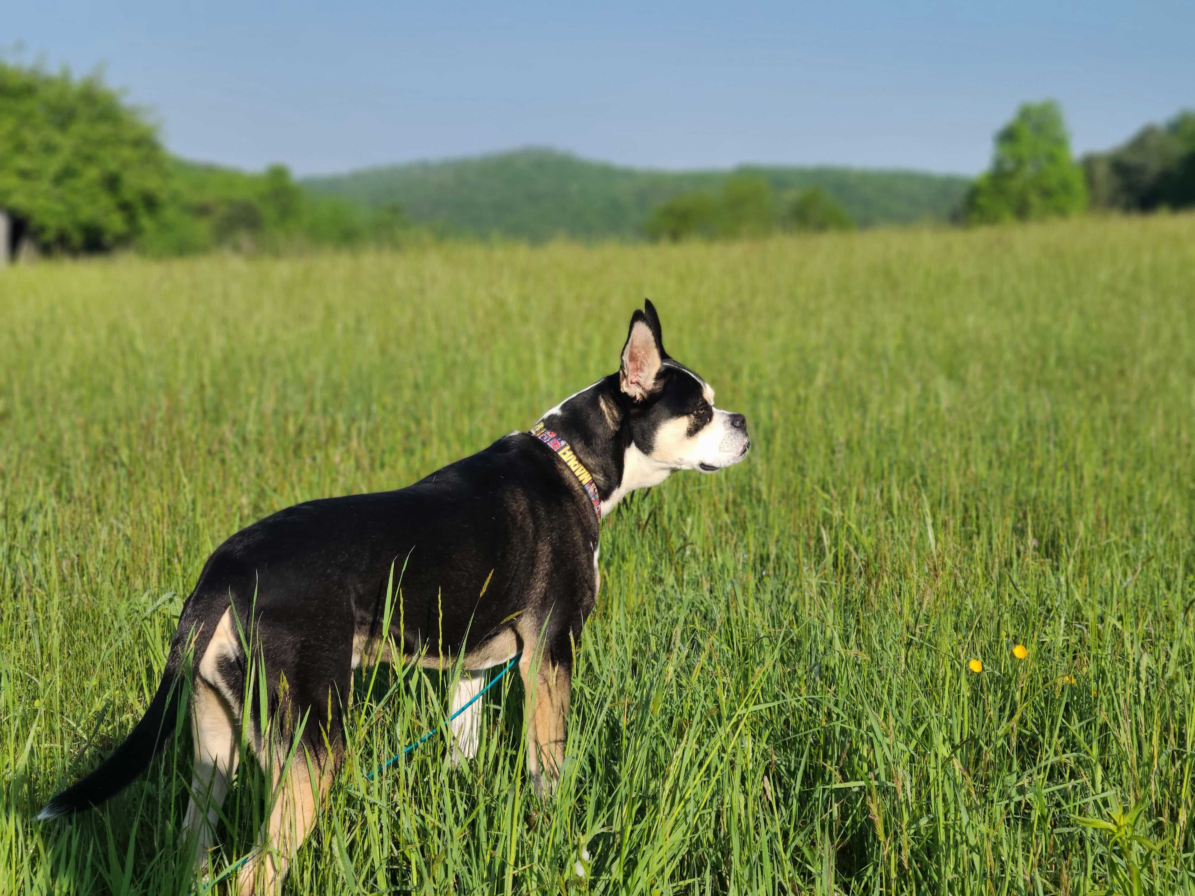 Country Meadows