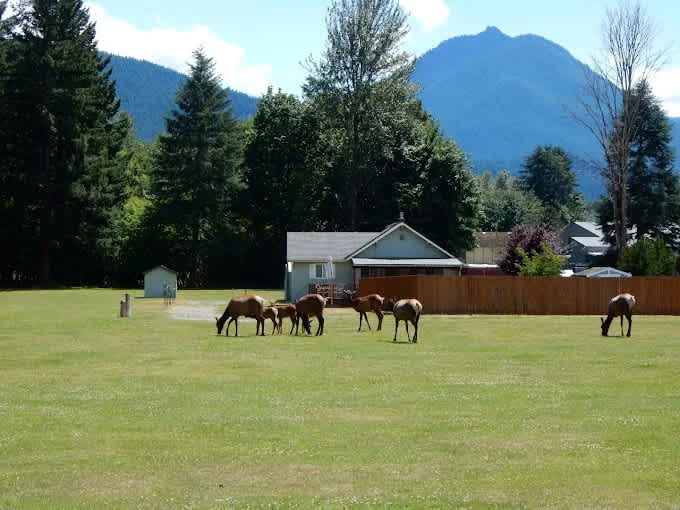 Packwood Lodge