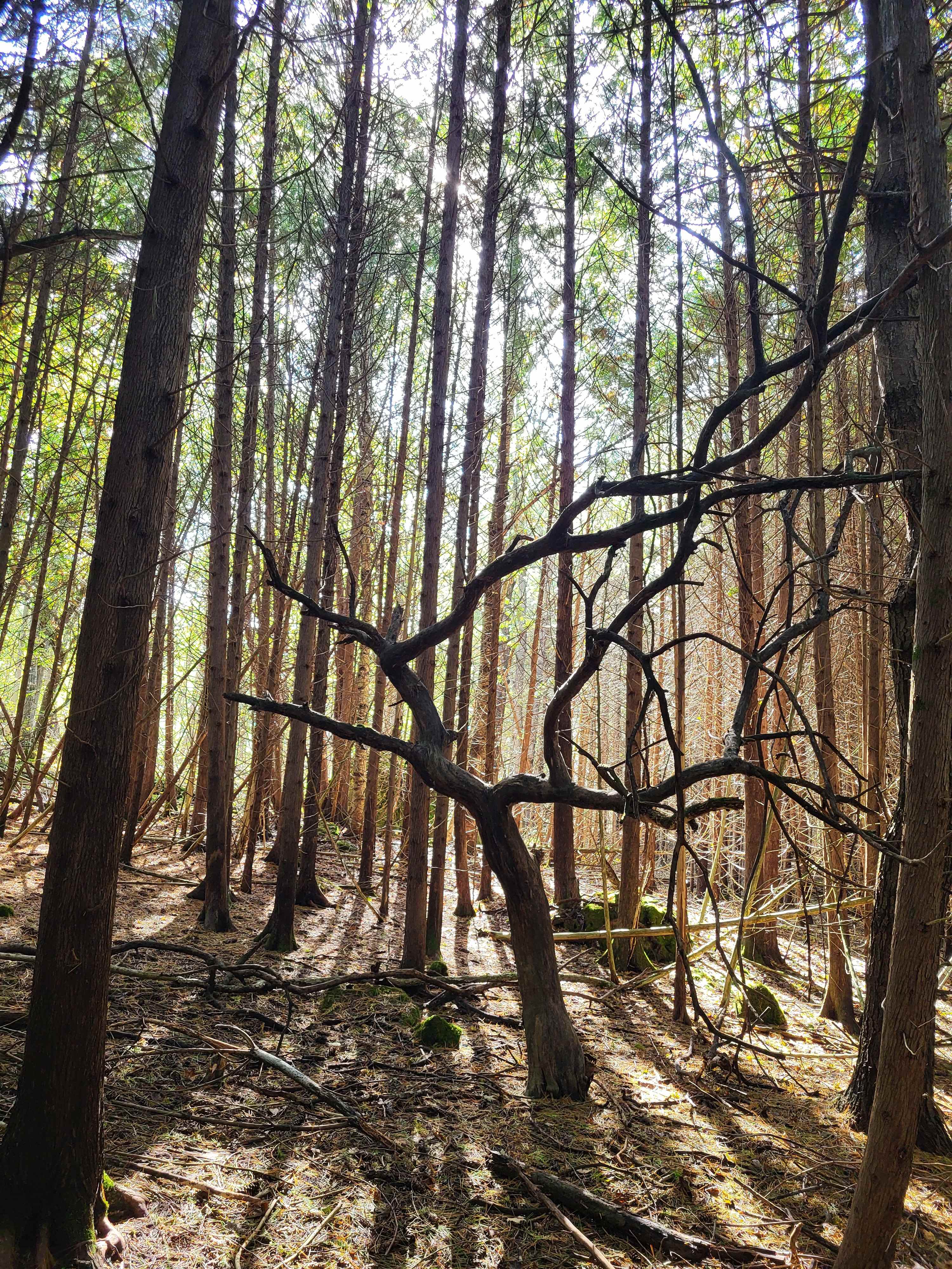 Maple Ridge Acres