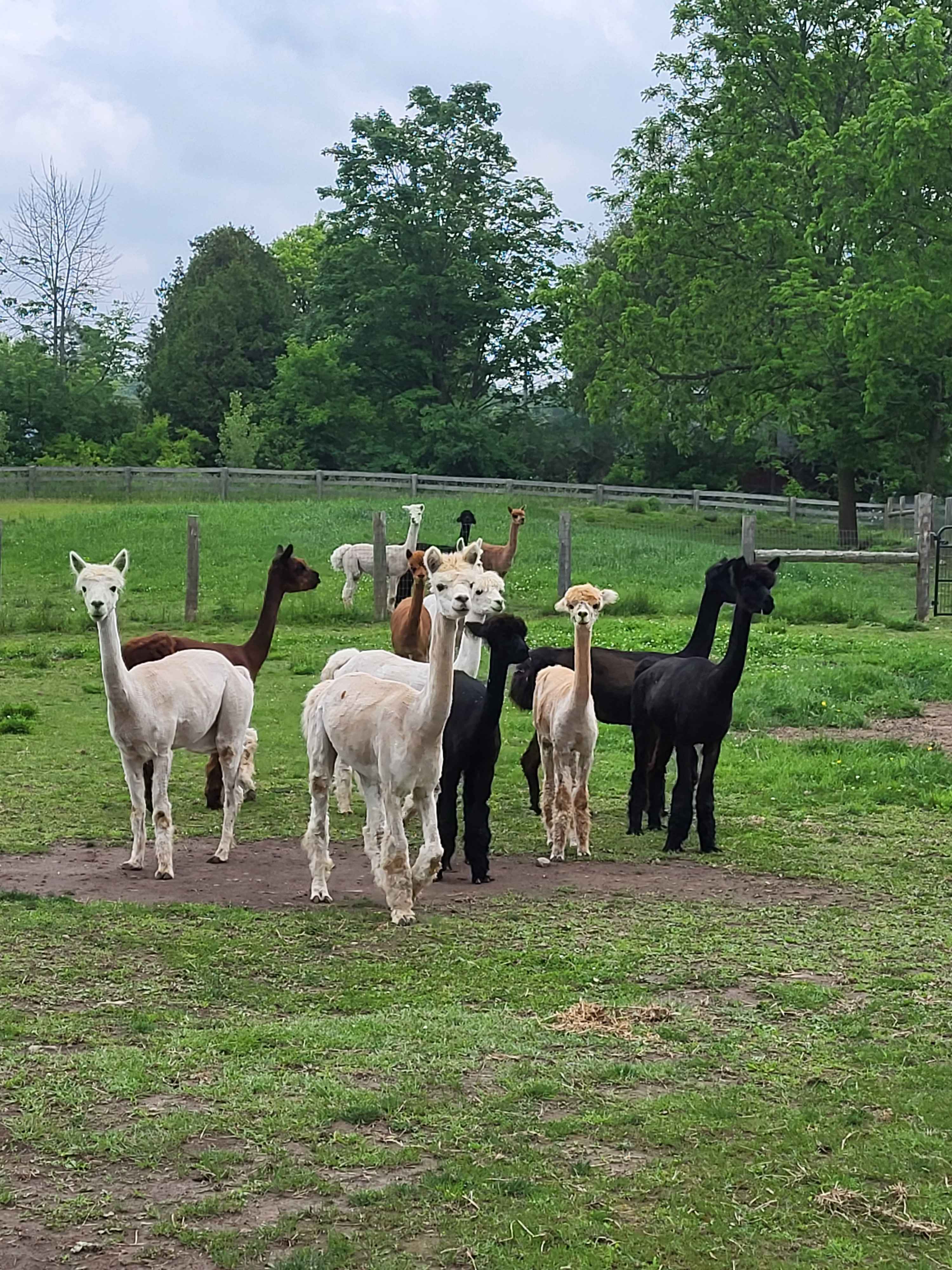 Maple Ridge Acres