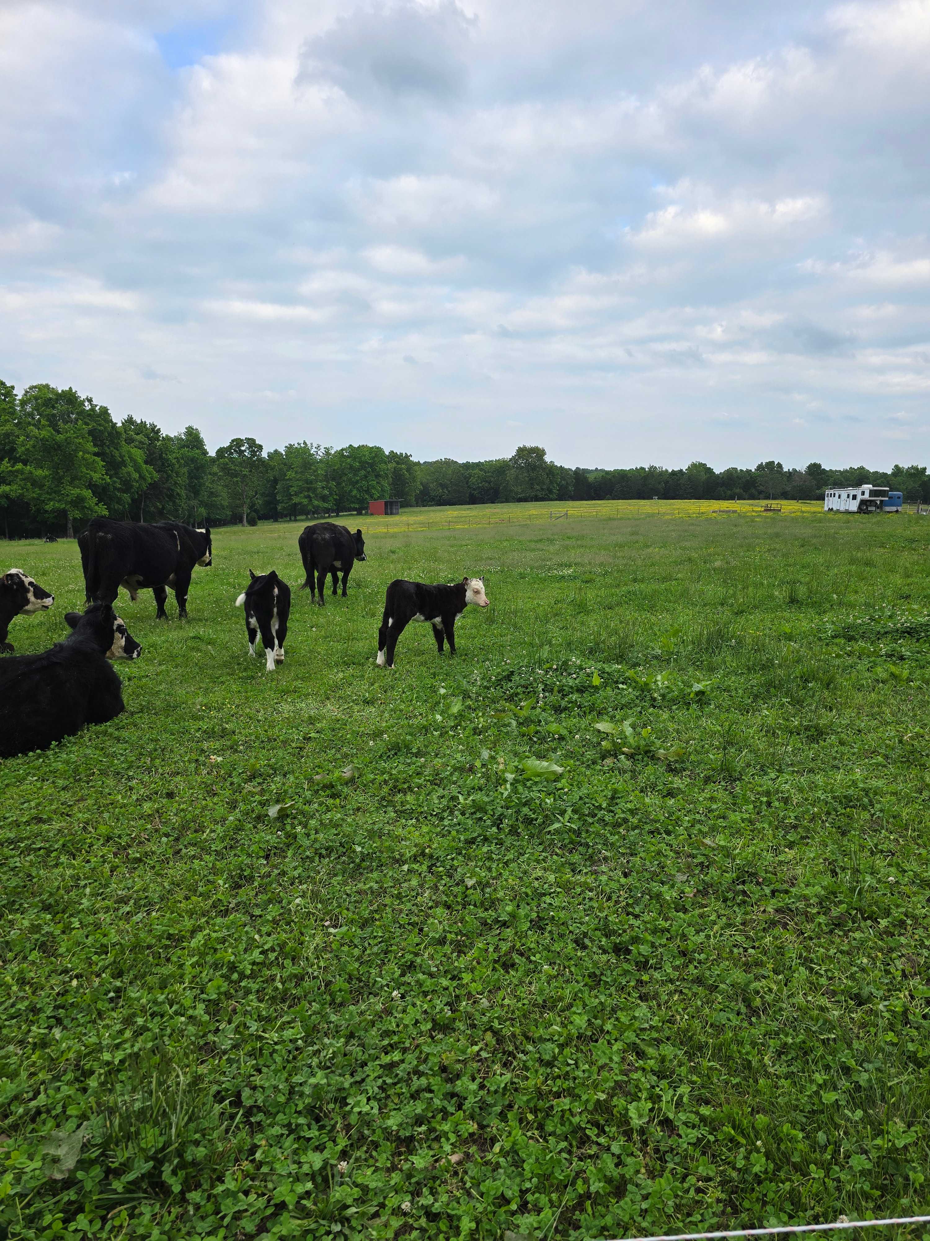 Hawks Bluff Farm Campground
