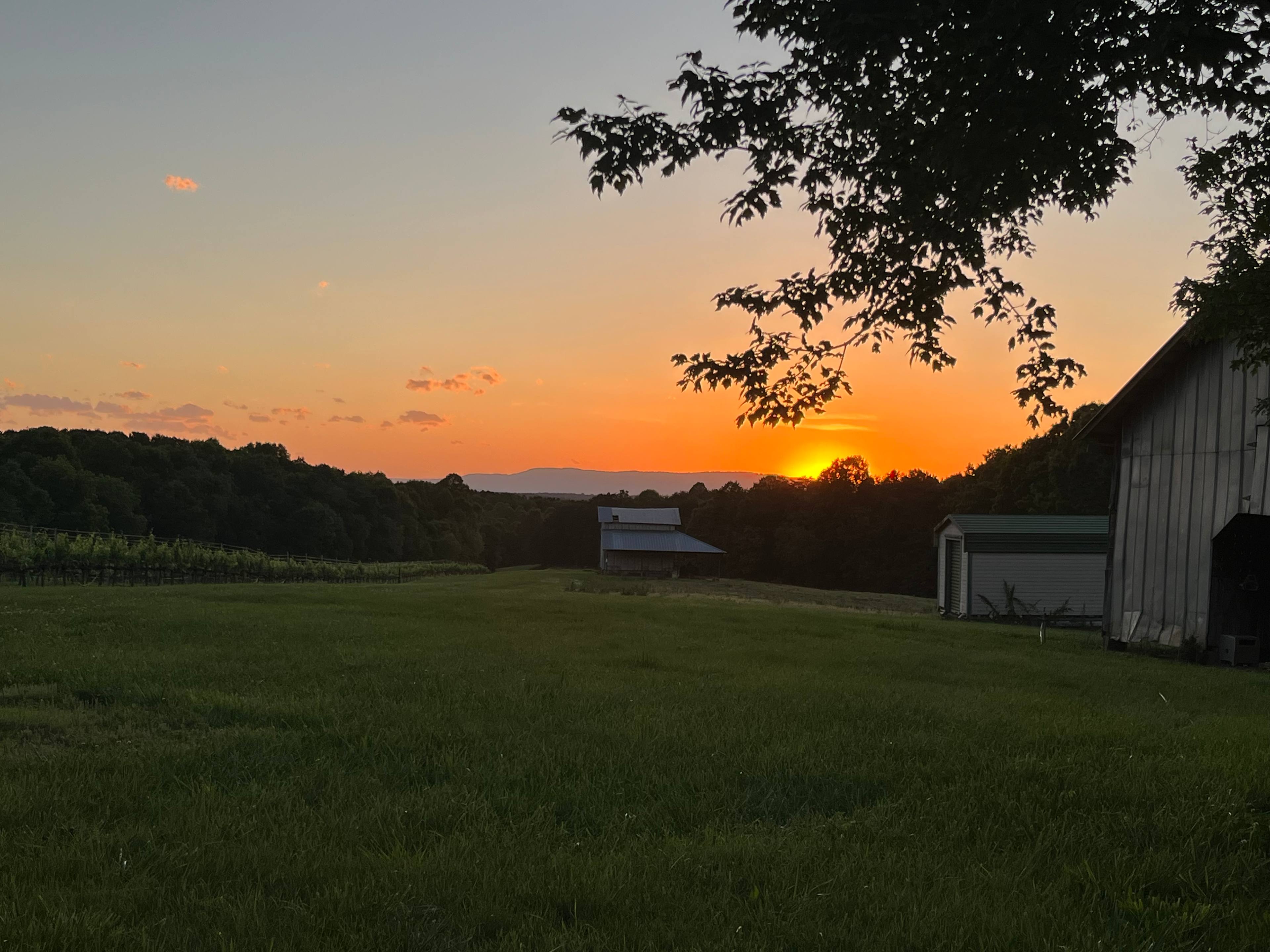 William Cornelius Vineyard