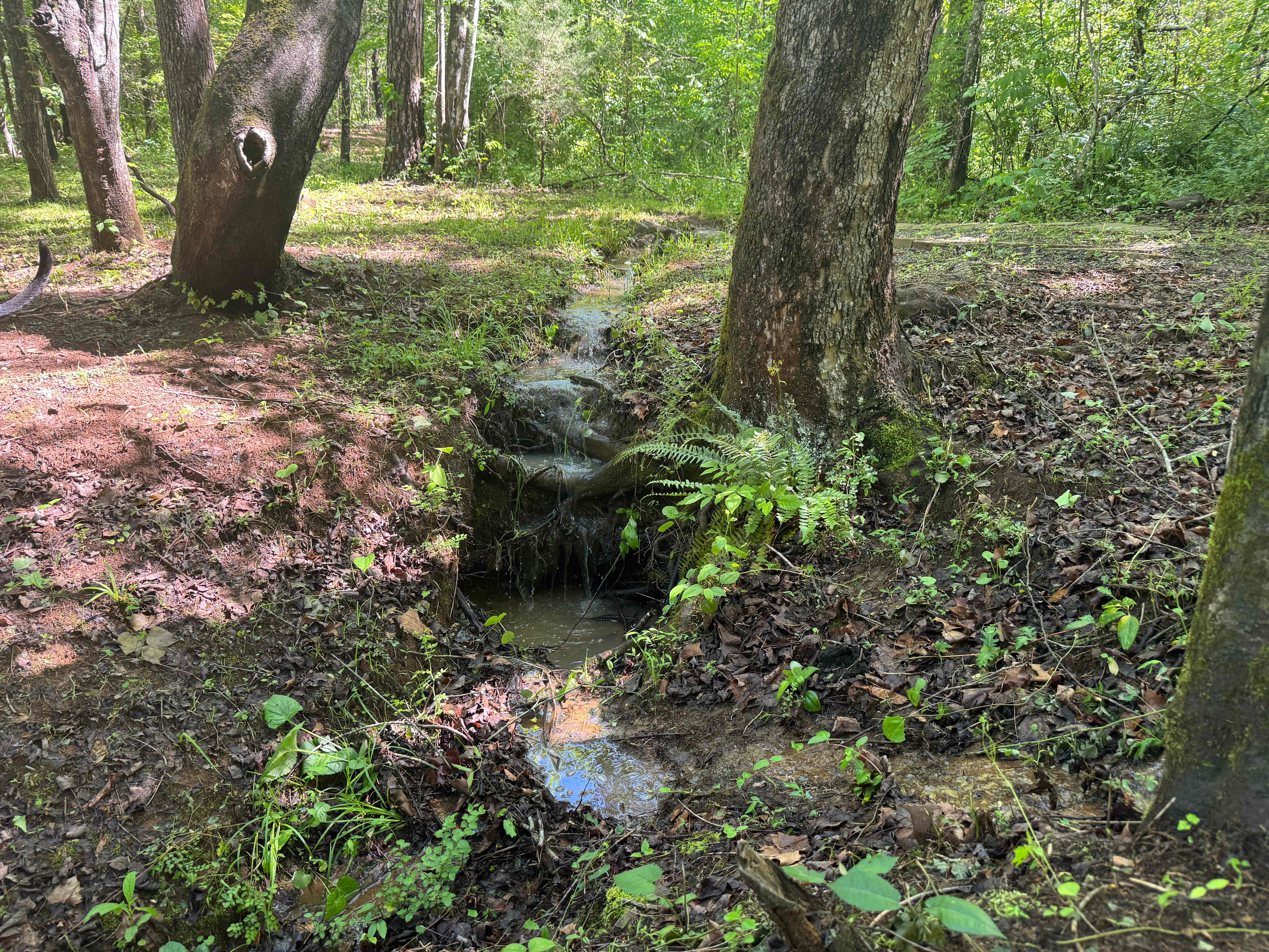 Living Woods on Ridgecreek