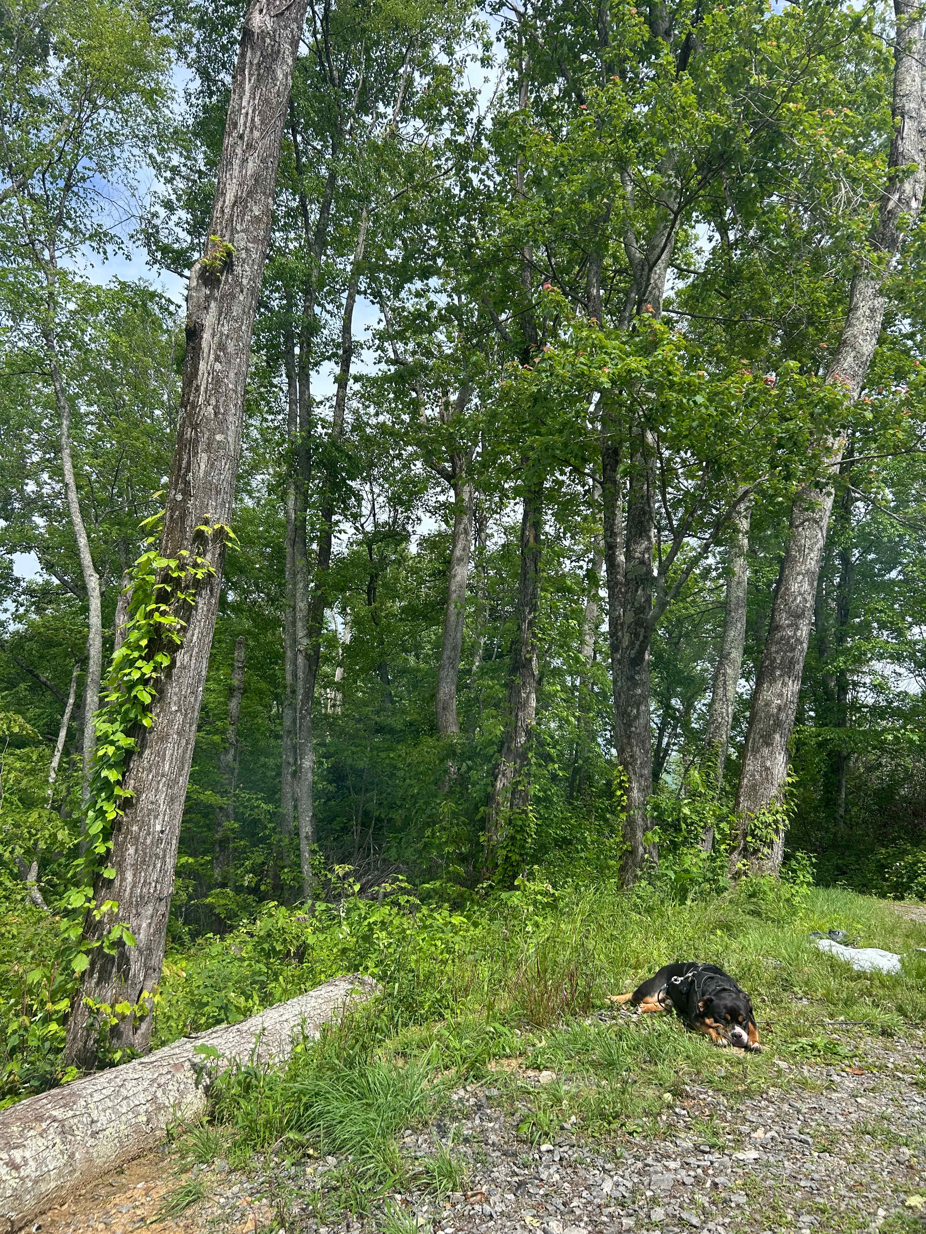 Barnhill Mountain in Fletcher, NC