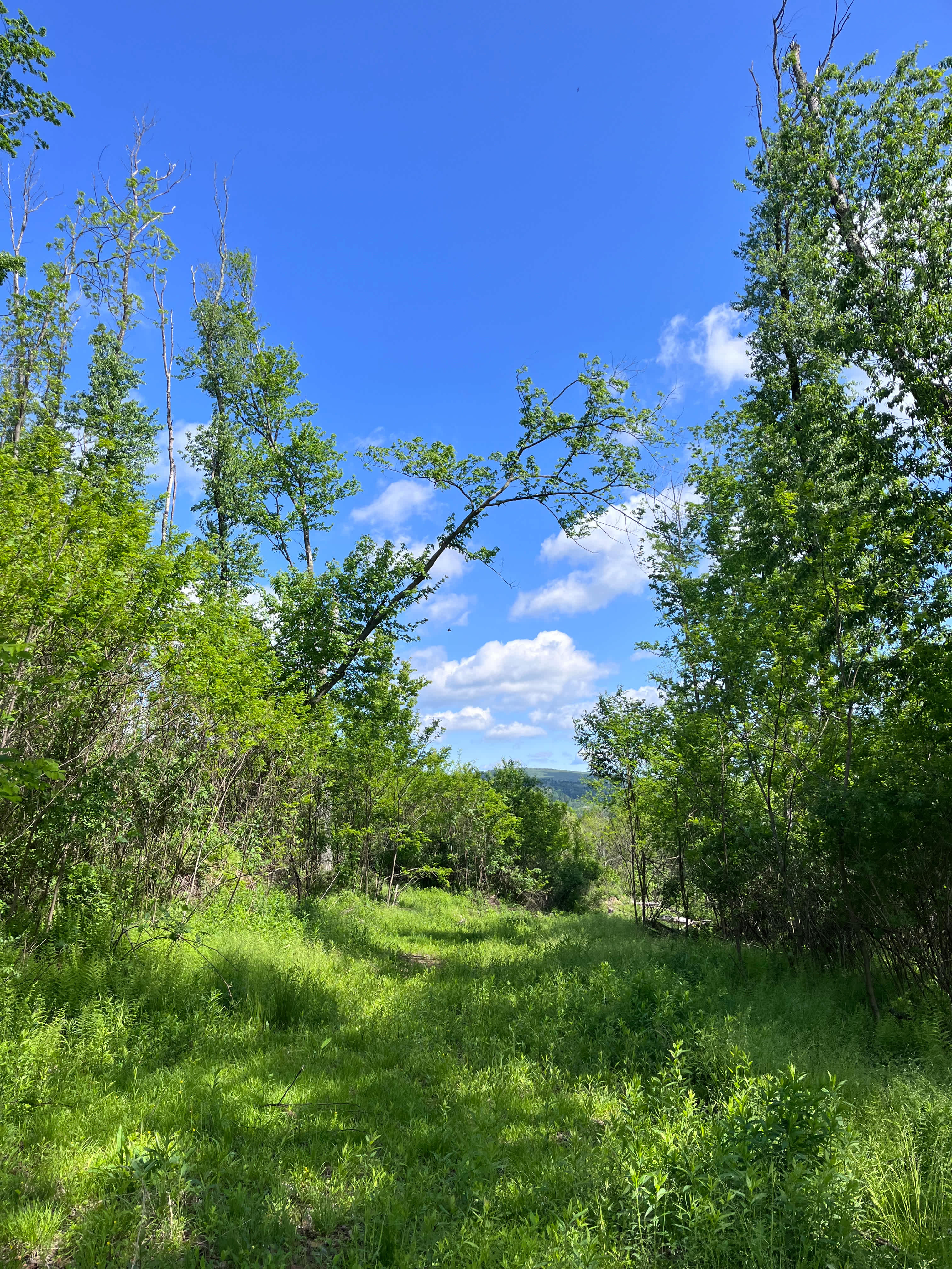 Black Powder Point (with a hummingbird - can you find it?)