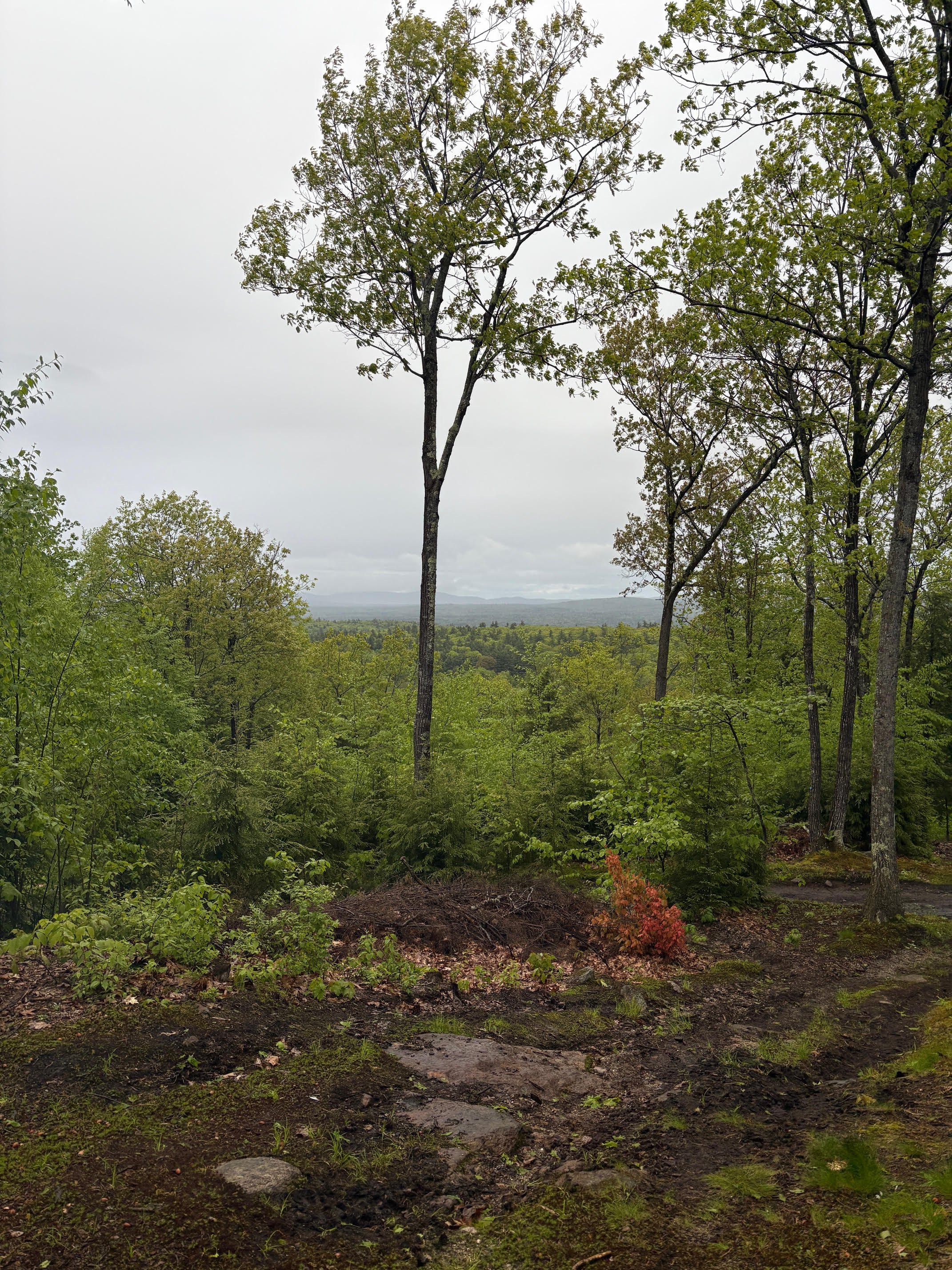 View from site 2