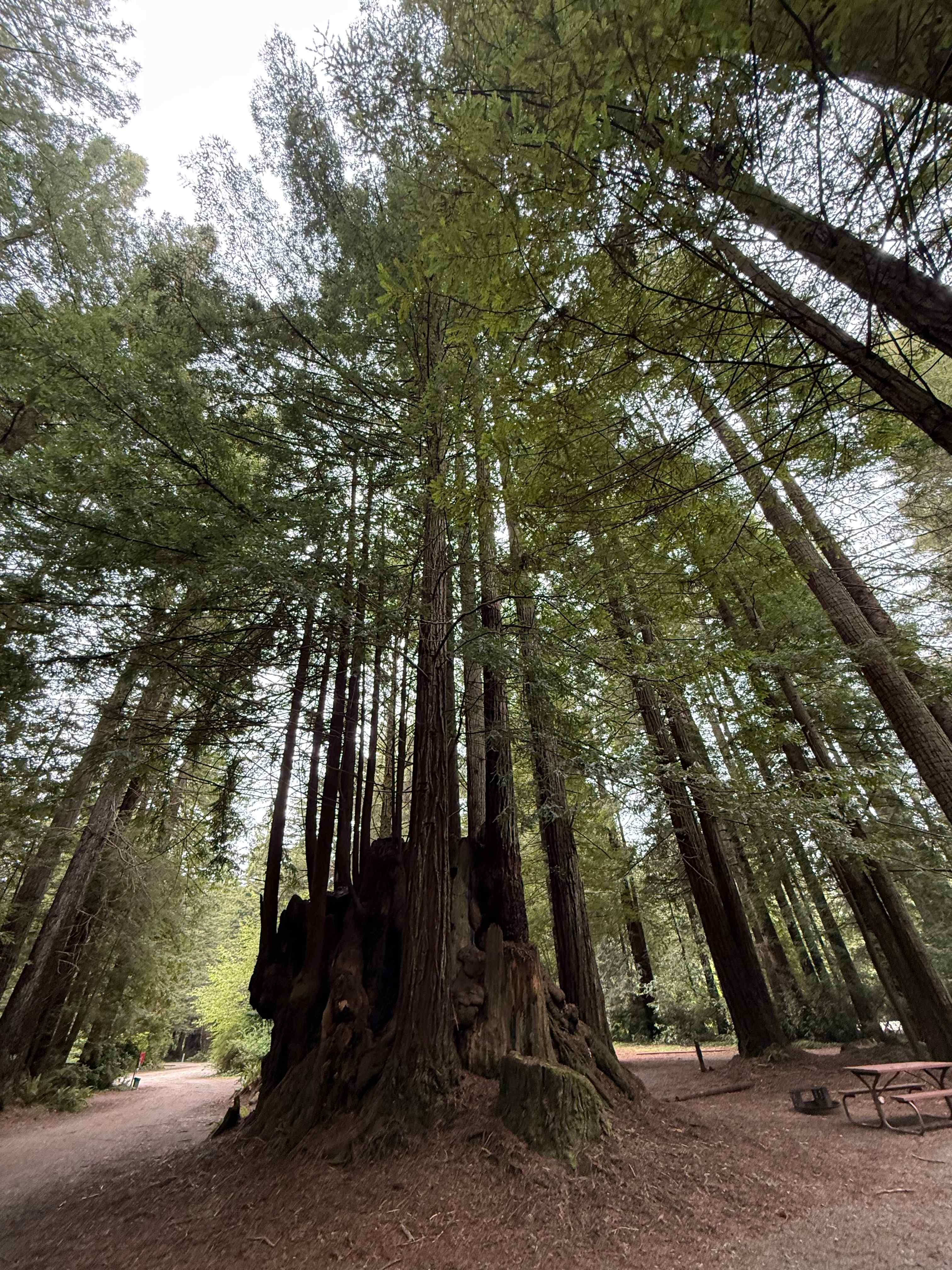 Ramblin' Redwoods Campground 