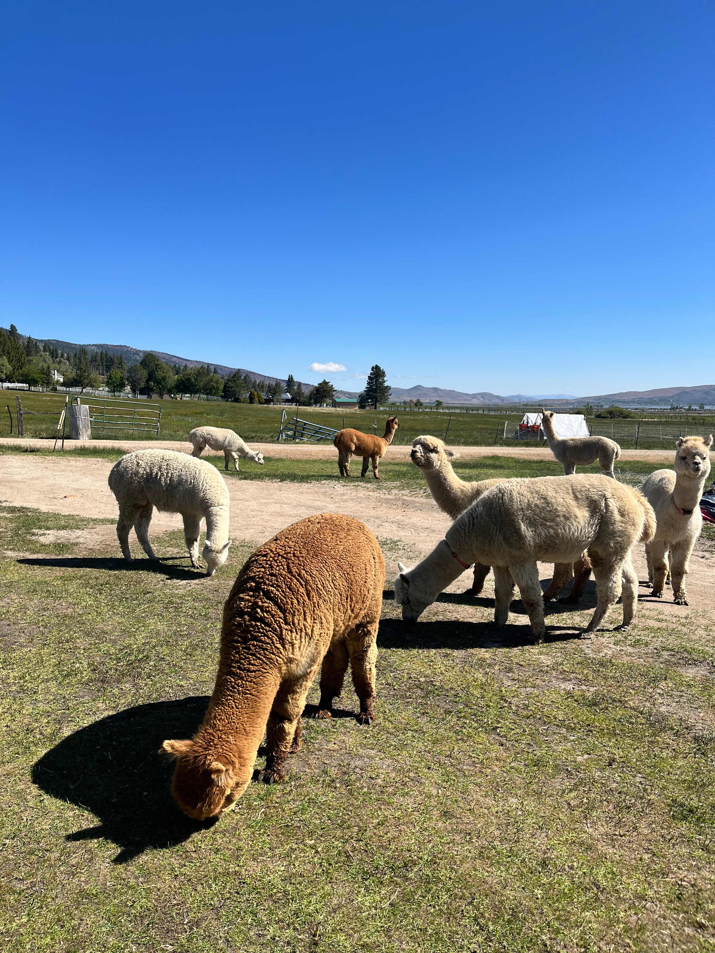 L.Davis Ranch and Olde LYFE Alpacas